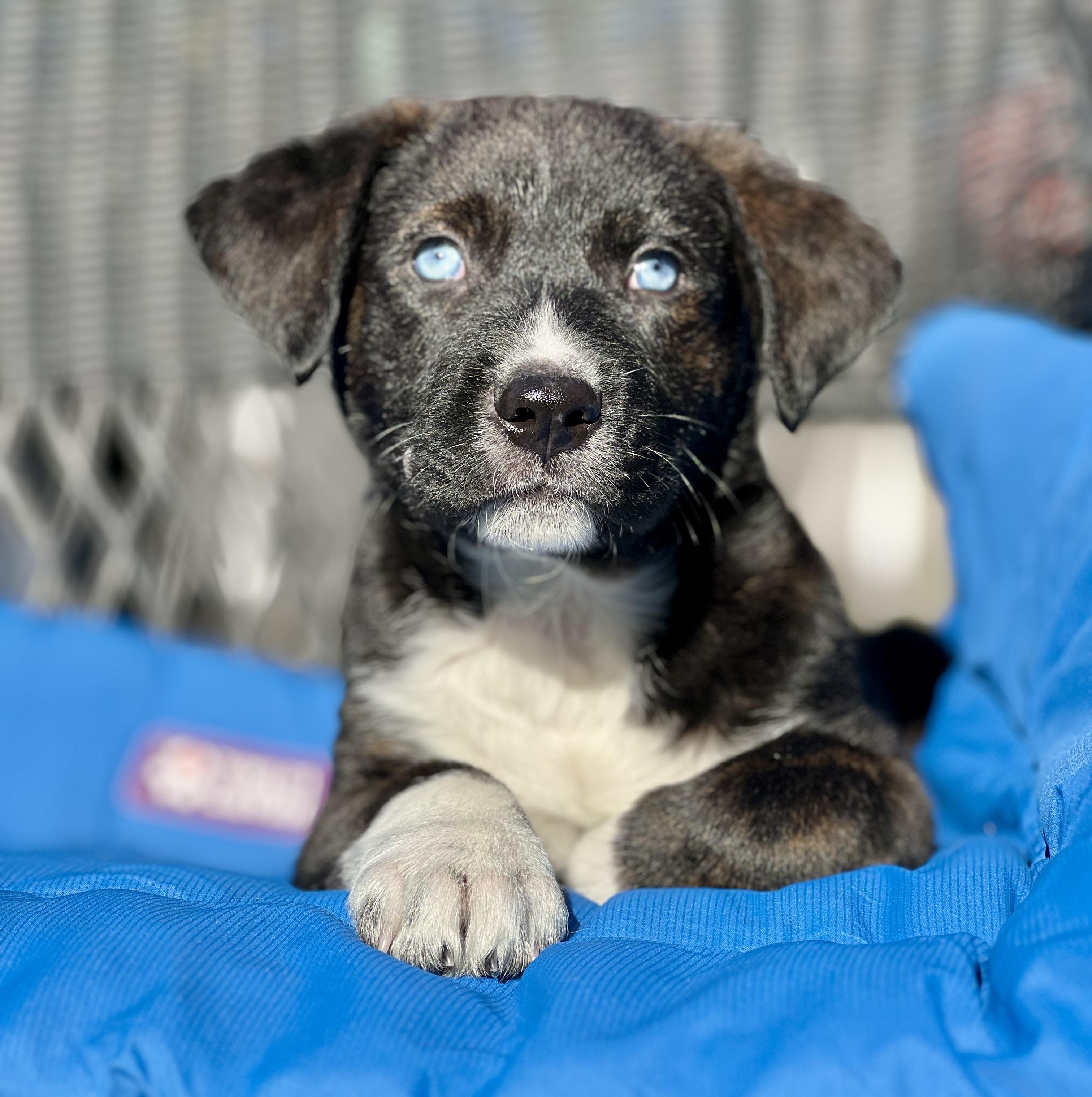 Enlarge Wyatt, a ADOPTABLE mixed breed in Mt Pleasant, SC image 3/6