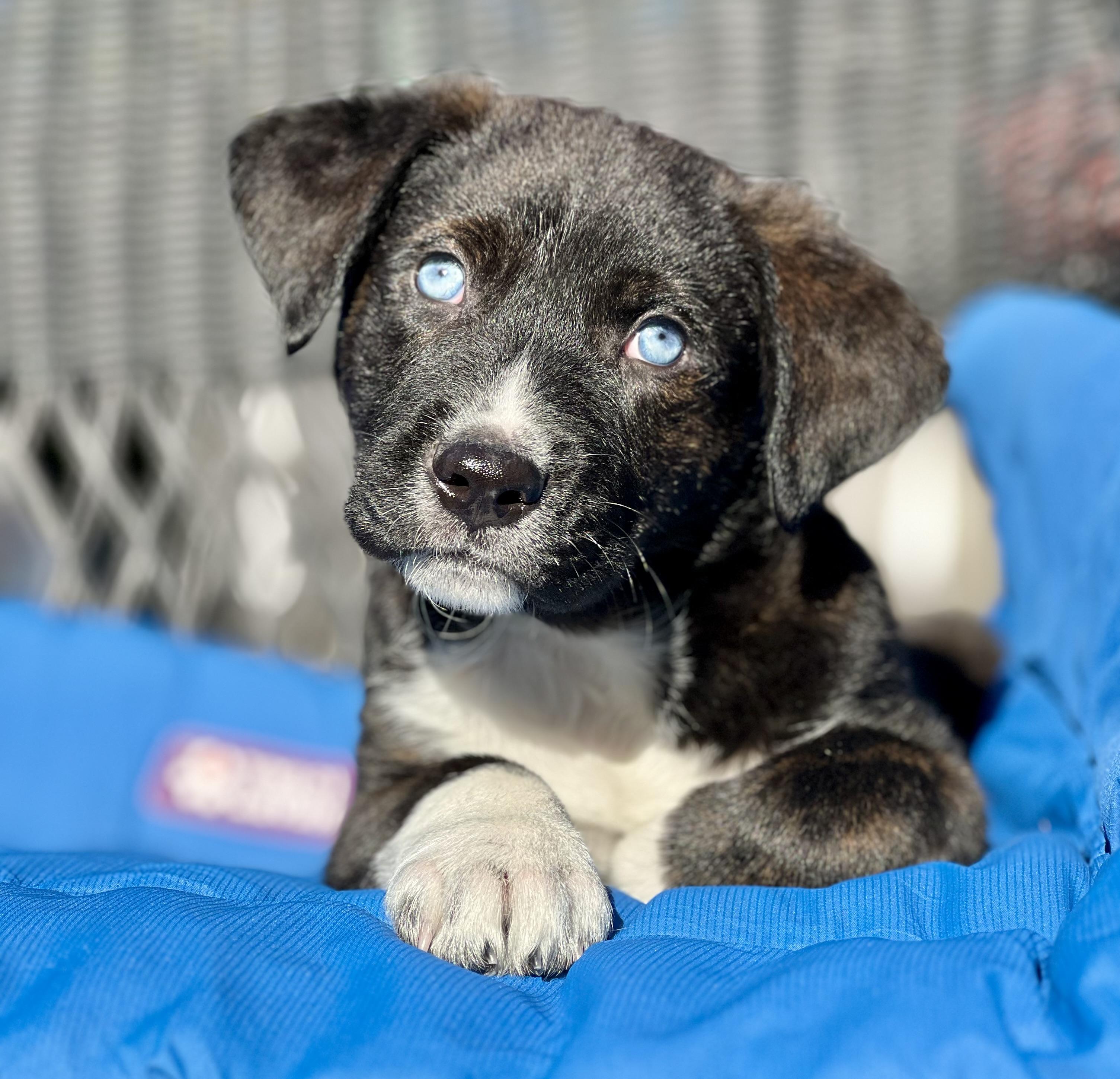 Enlarge Wyatt, a ADOPTABLE mixed breed in Mt Pleasant, SC image 4/6