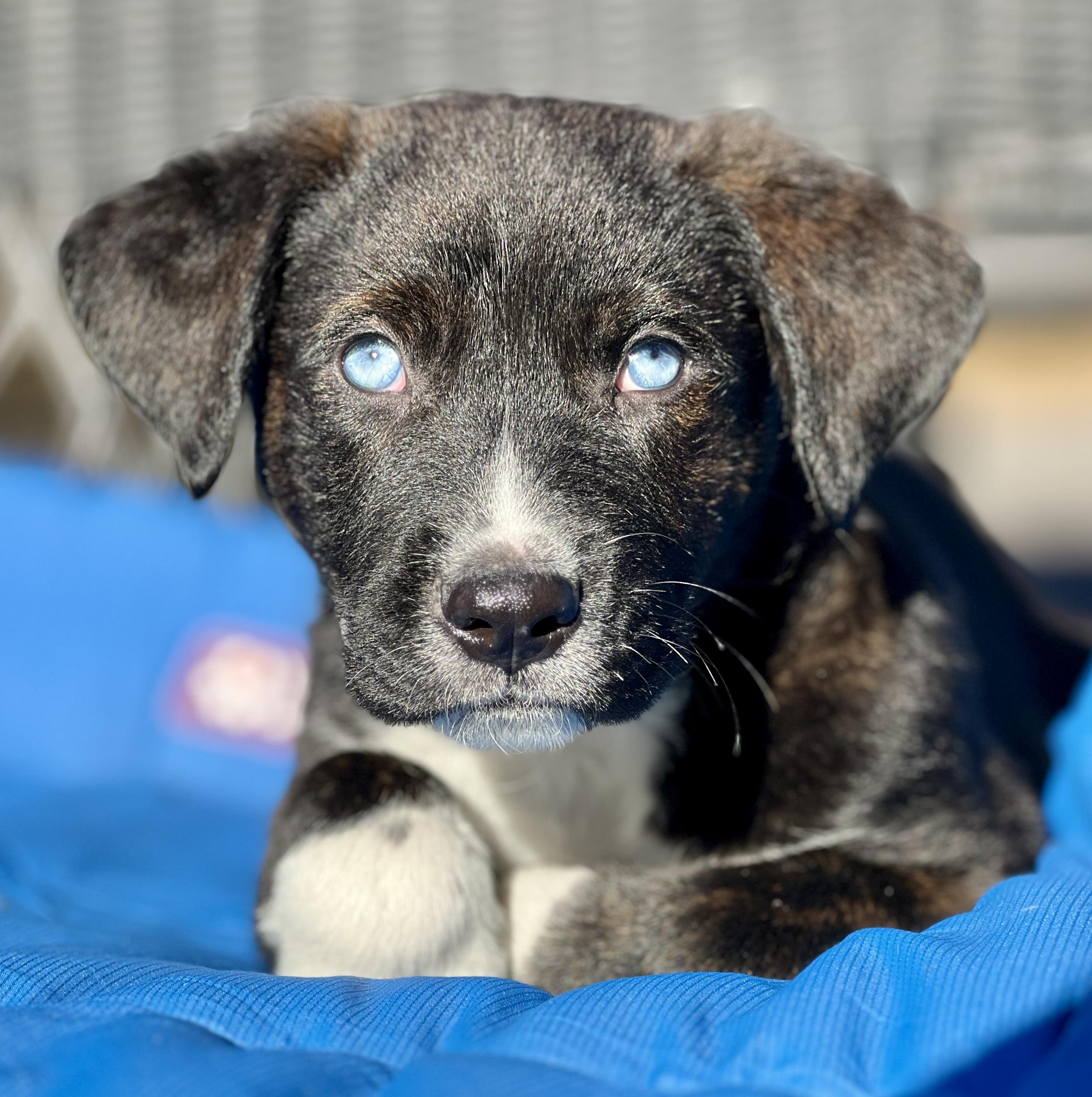 Enlarge Wyatt, a ADOPTABLE mixed breed in Mt Pleasant, SC image 1/6