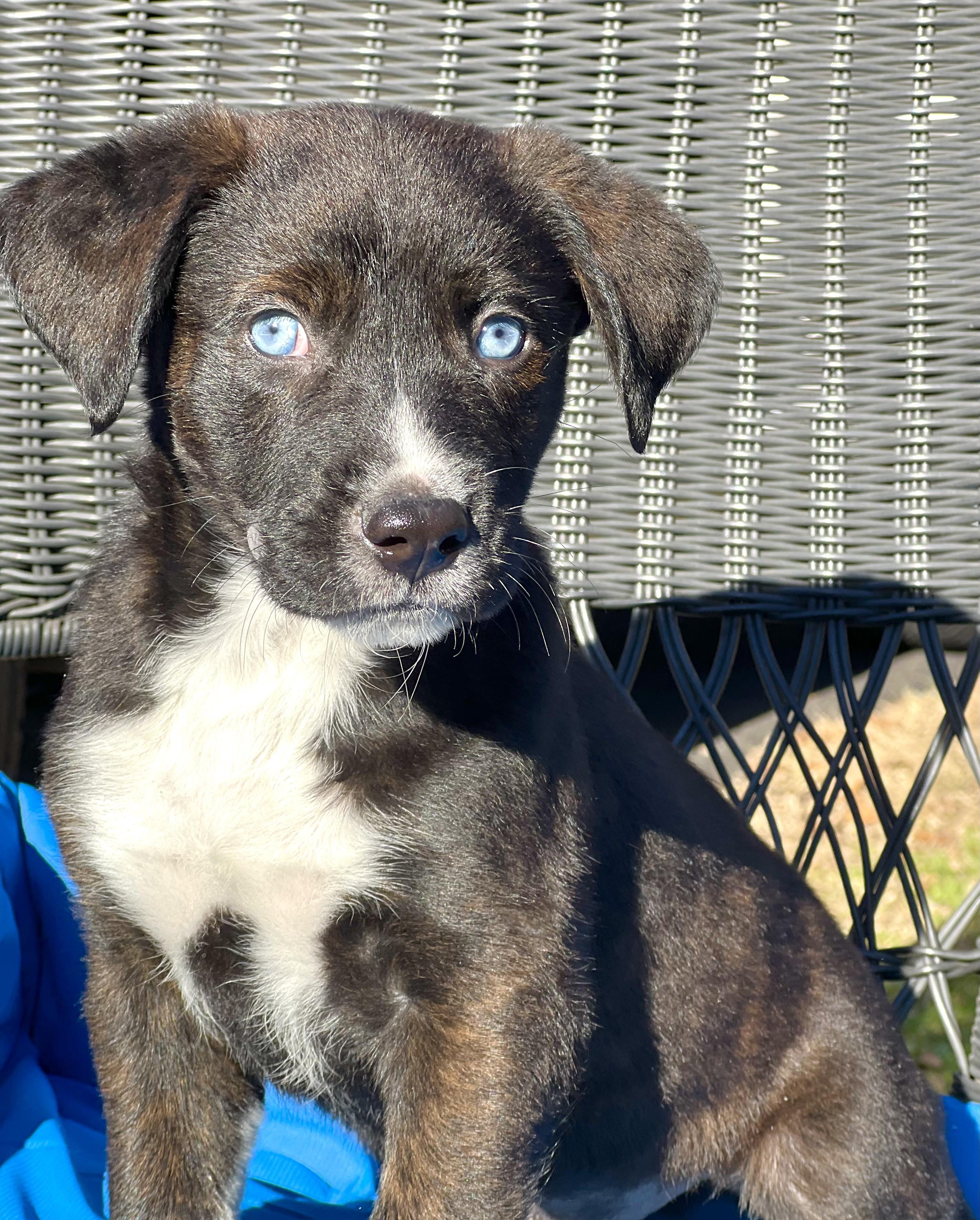 Enlarge Wyatt, a ADOPTABLE mixed breed in Mt Pleasant, SC image 5/6