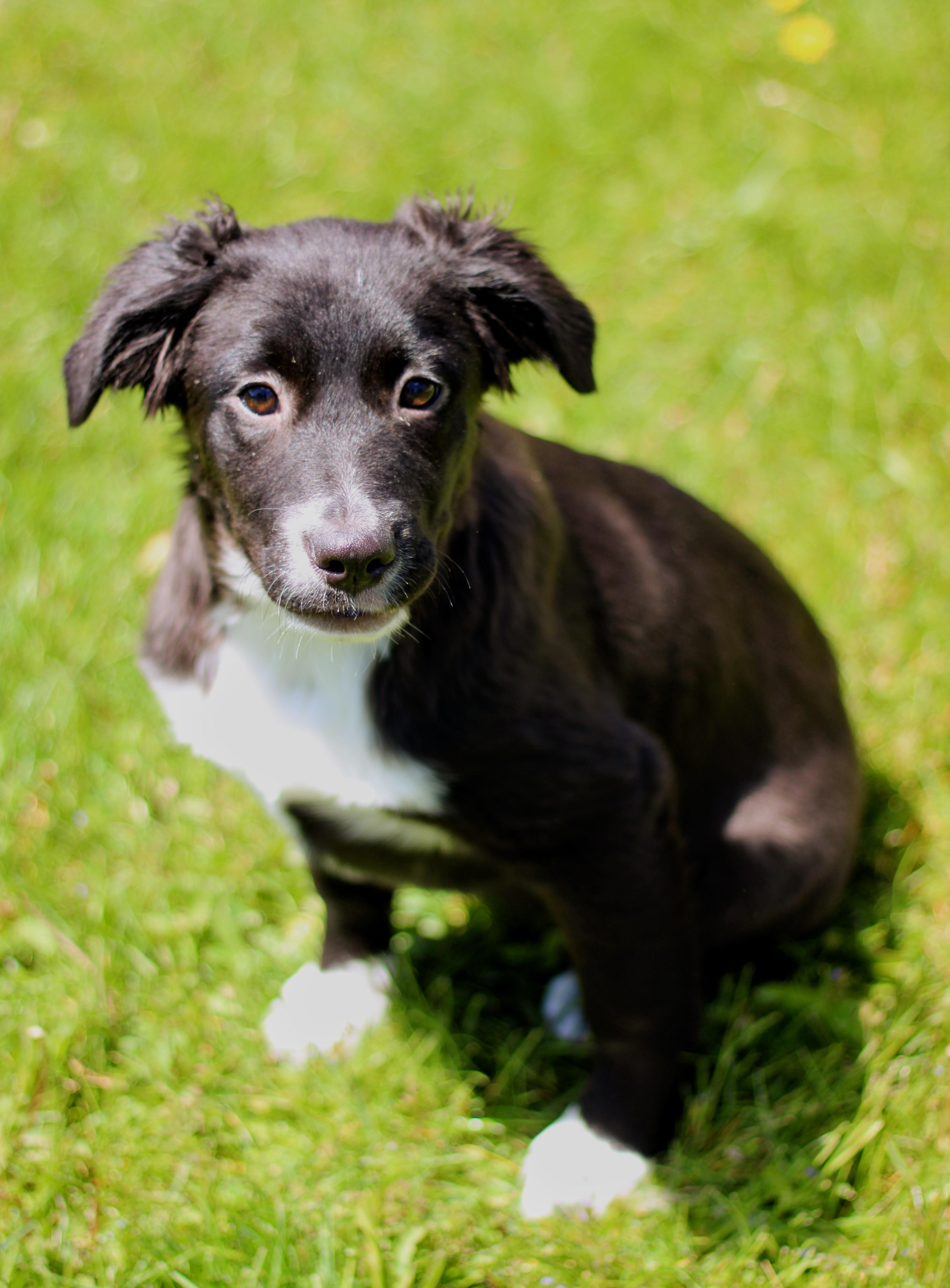 Blaire, an adopted mixed breed in Battle Creek, MI image 2/2