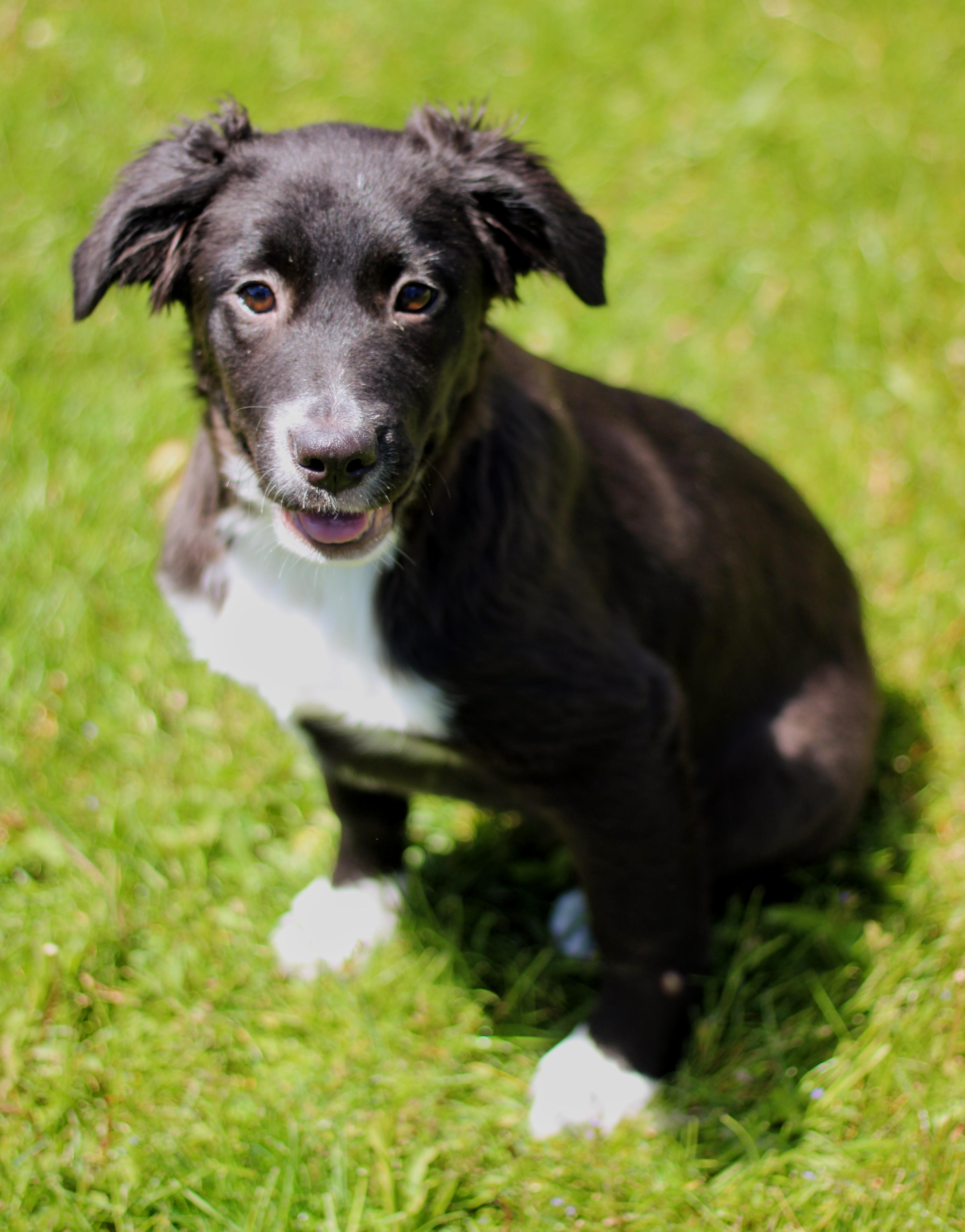Blaire, adopted, Puppy Female Australian Cattle Dog / Blue Heeler.