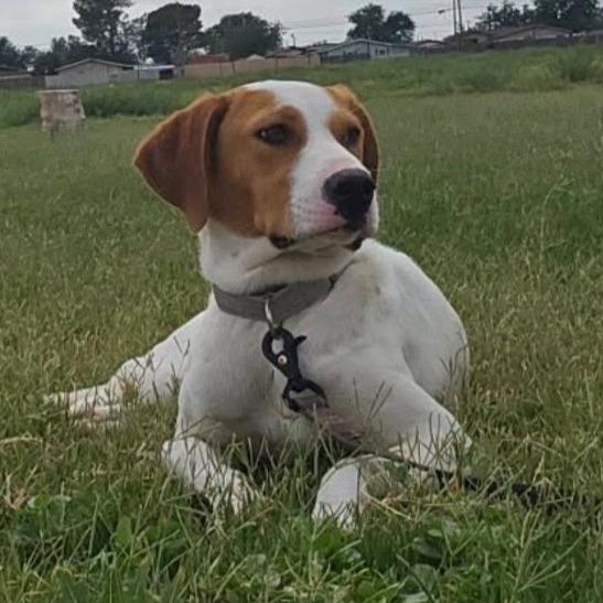 Jolene, Adoptable, Young Female Beagle & Mixed Breed.