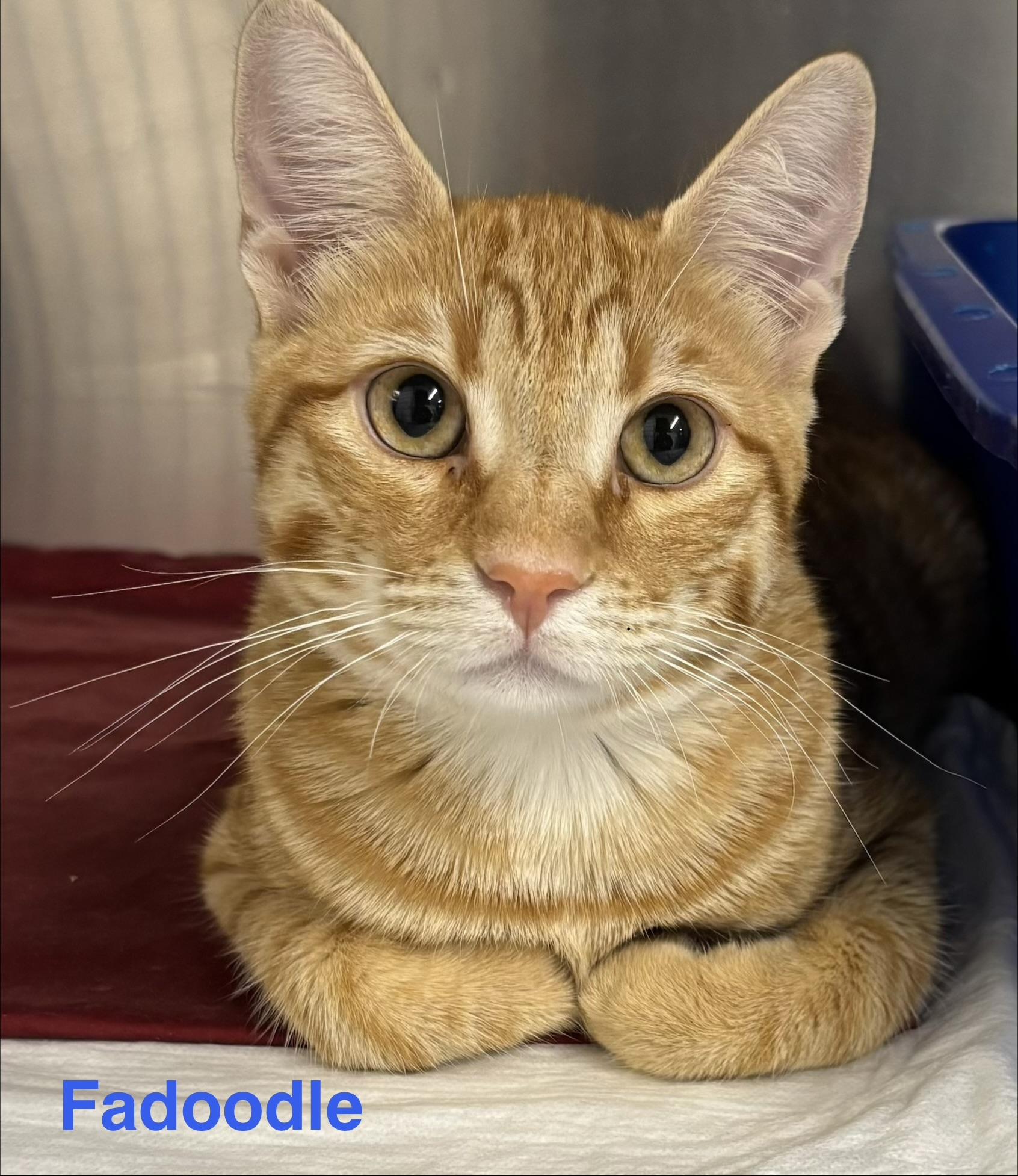 Fadoodle, ADOPTABLE, Young Male Tabby.