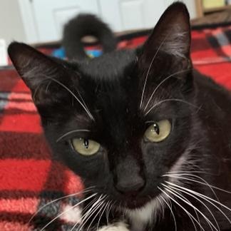 Susie — thumbnail 4