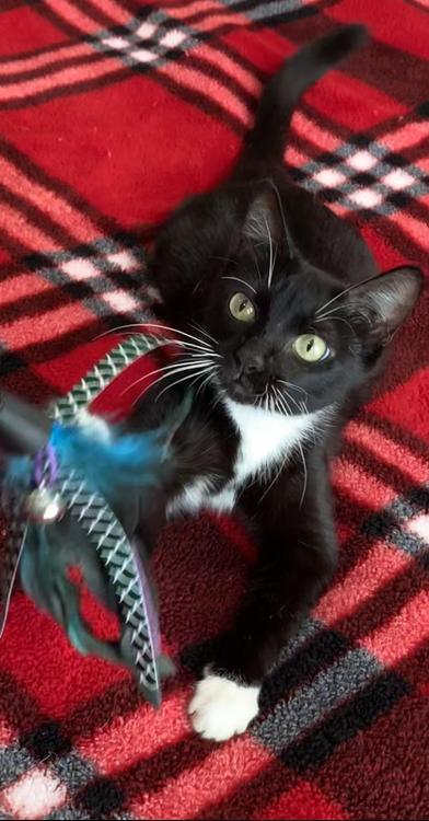 Susie — thumbnail 6