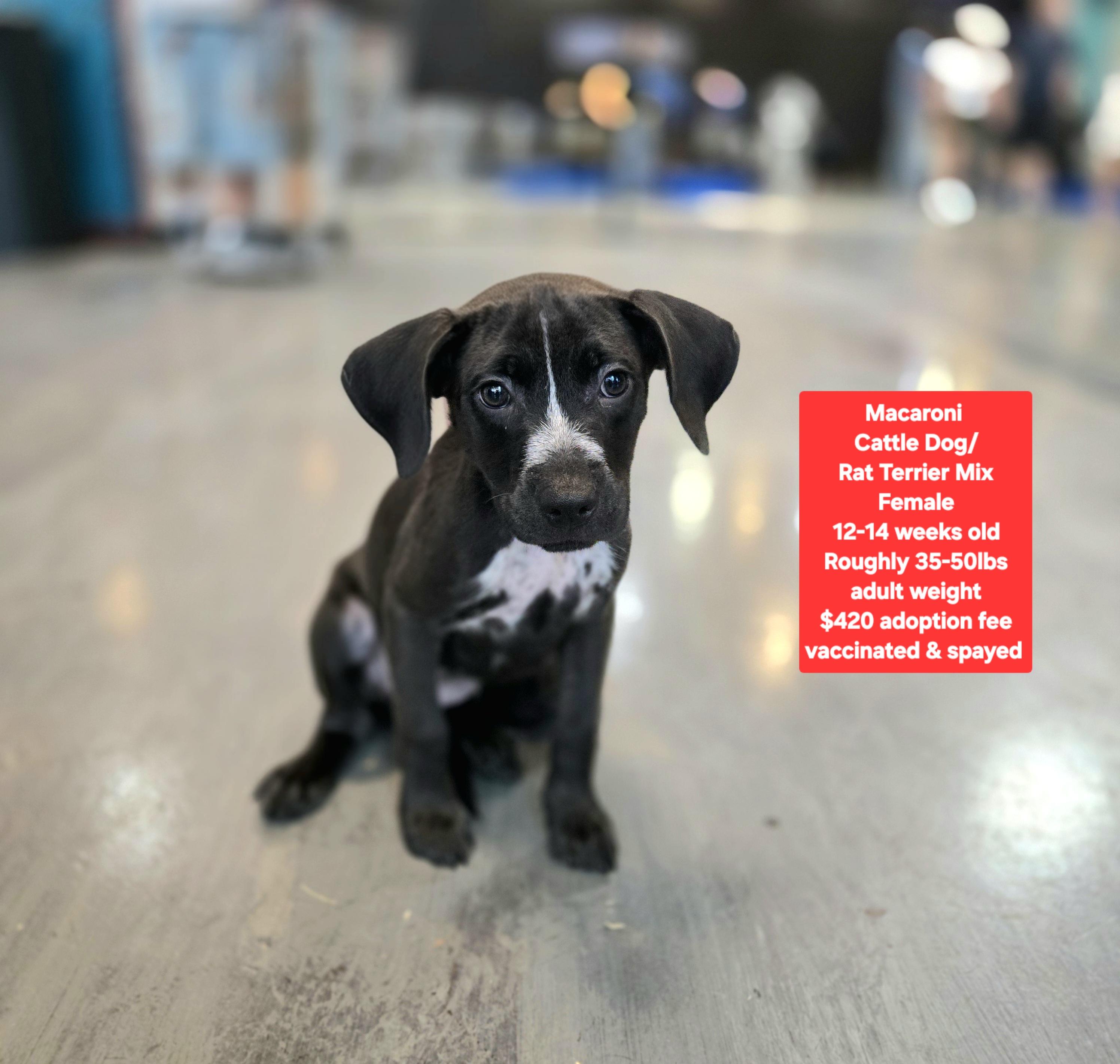 Enlarge Macaroni, a Adoptable mixed breed in Oviedo, FL image 1/1