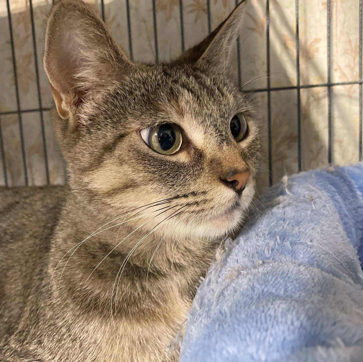 Beautiful, a Adoptable mixed breed in Long Beach, CA image 1/2