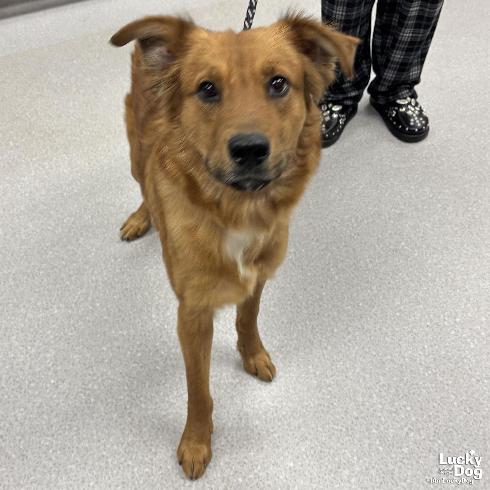 Bear, Adopted, Young Male Golden Retriever.