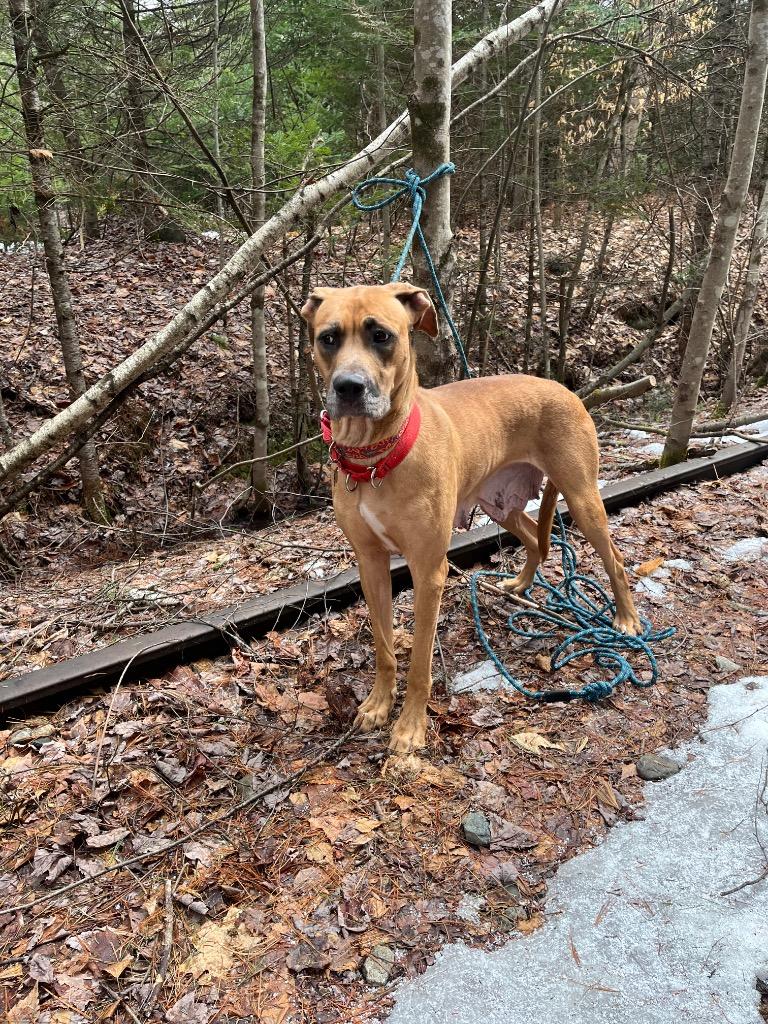 Enlarge Rosie, a Adopted mixed breed in Lunenburg, VT image 1/1