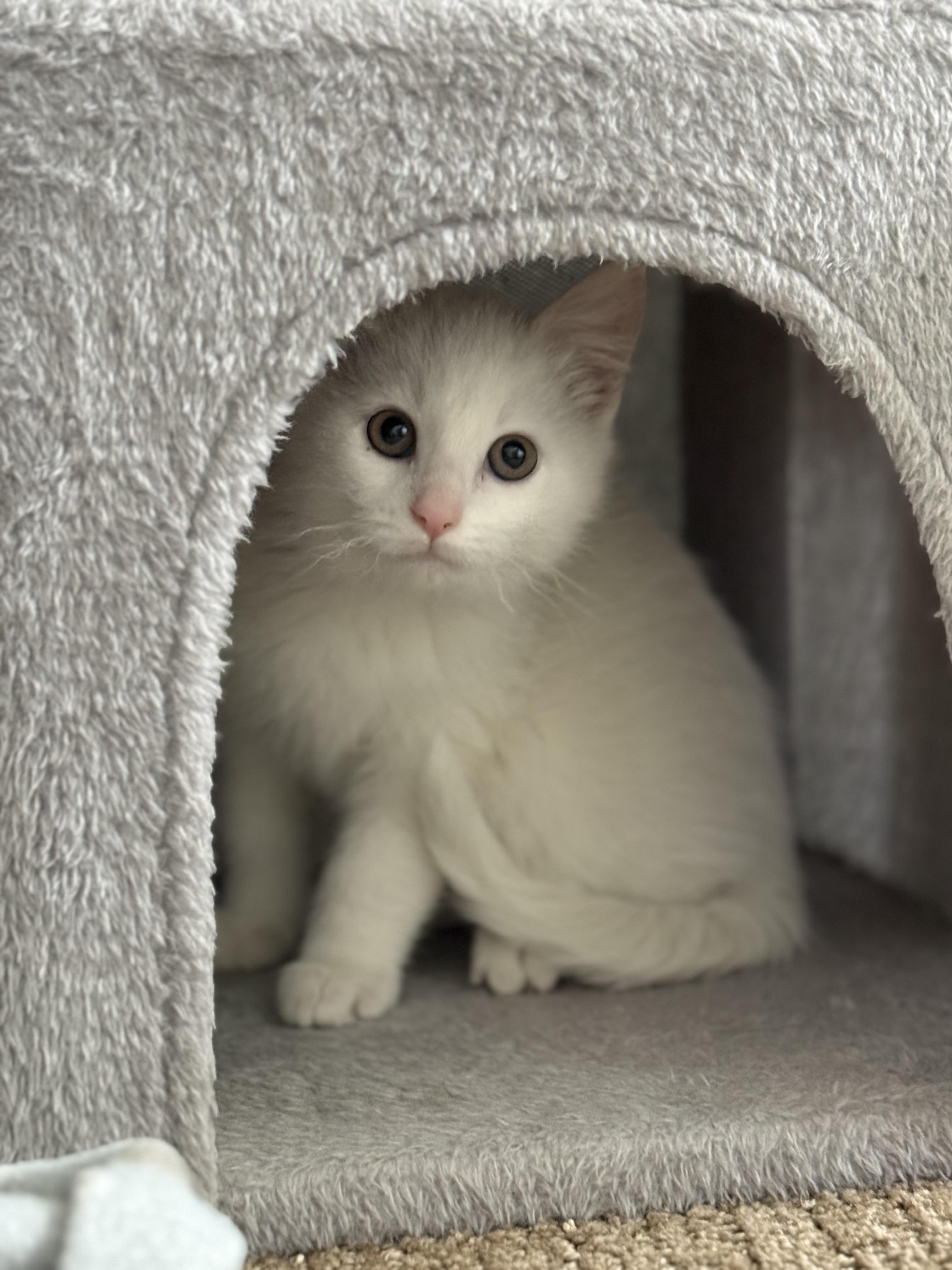 Enlarge Pearl , an adopted Domestic Medium Hair in Bonney Lake, WA image 2/6