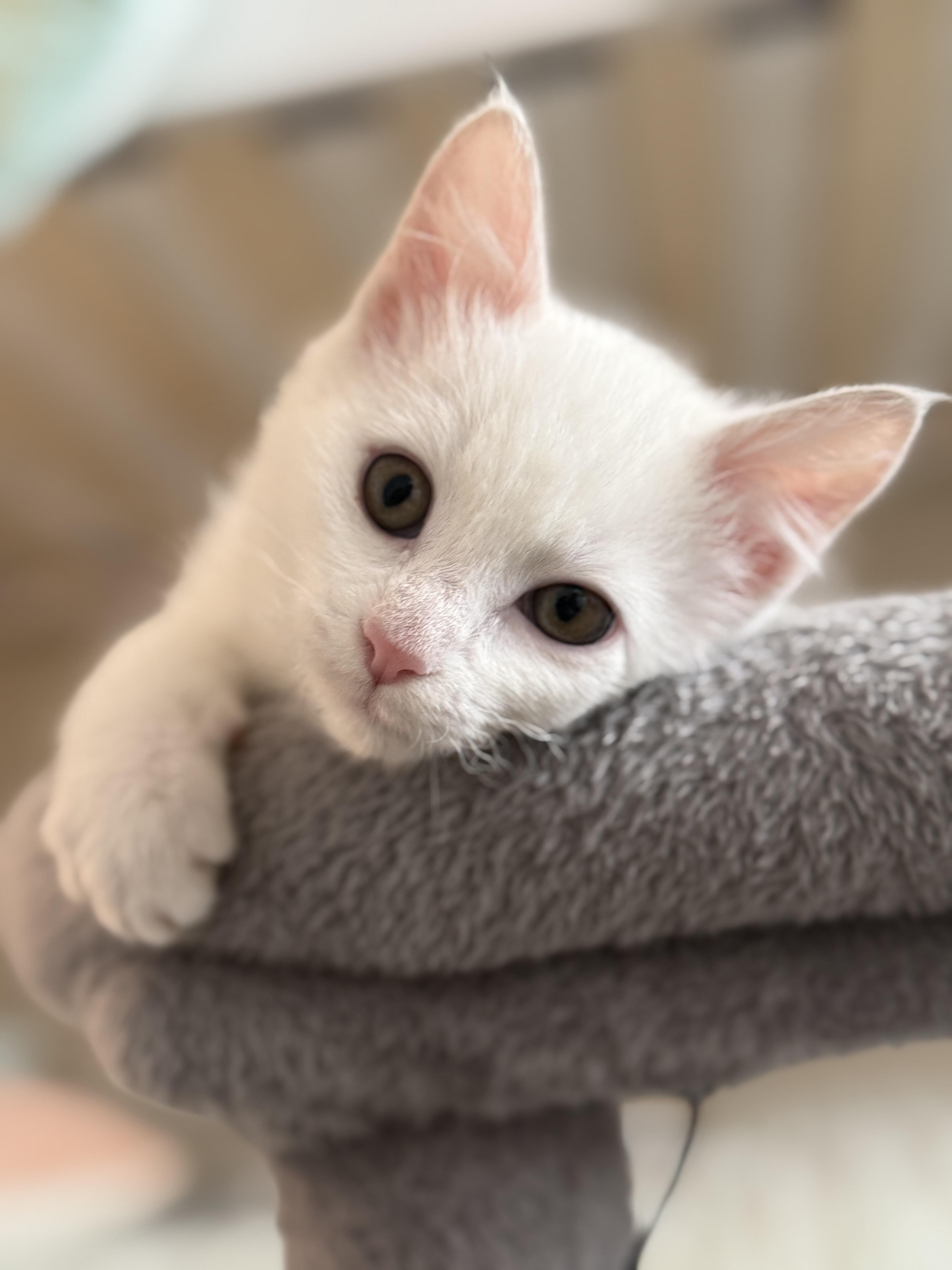 Enlarge Pearl , an adopted Domestic Medium Hair in Bonney Lake, WA image 1/6