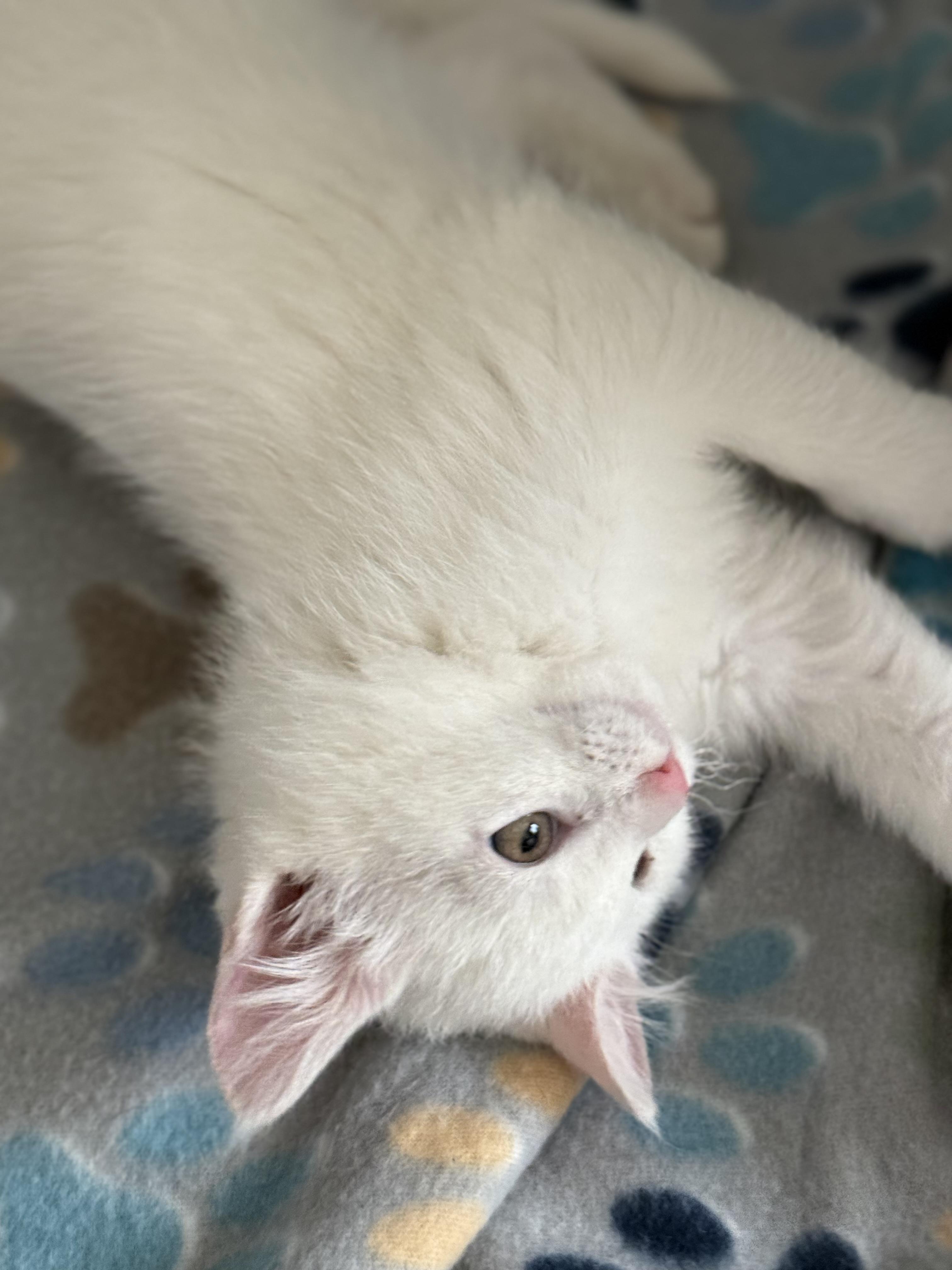 Enlarge Pearl , an adopted Domestic Medium Hair in Bonney Lake, WA image 5/6