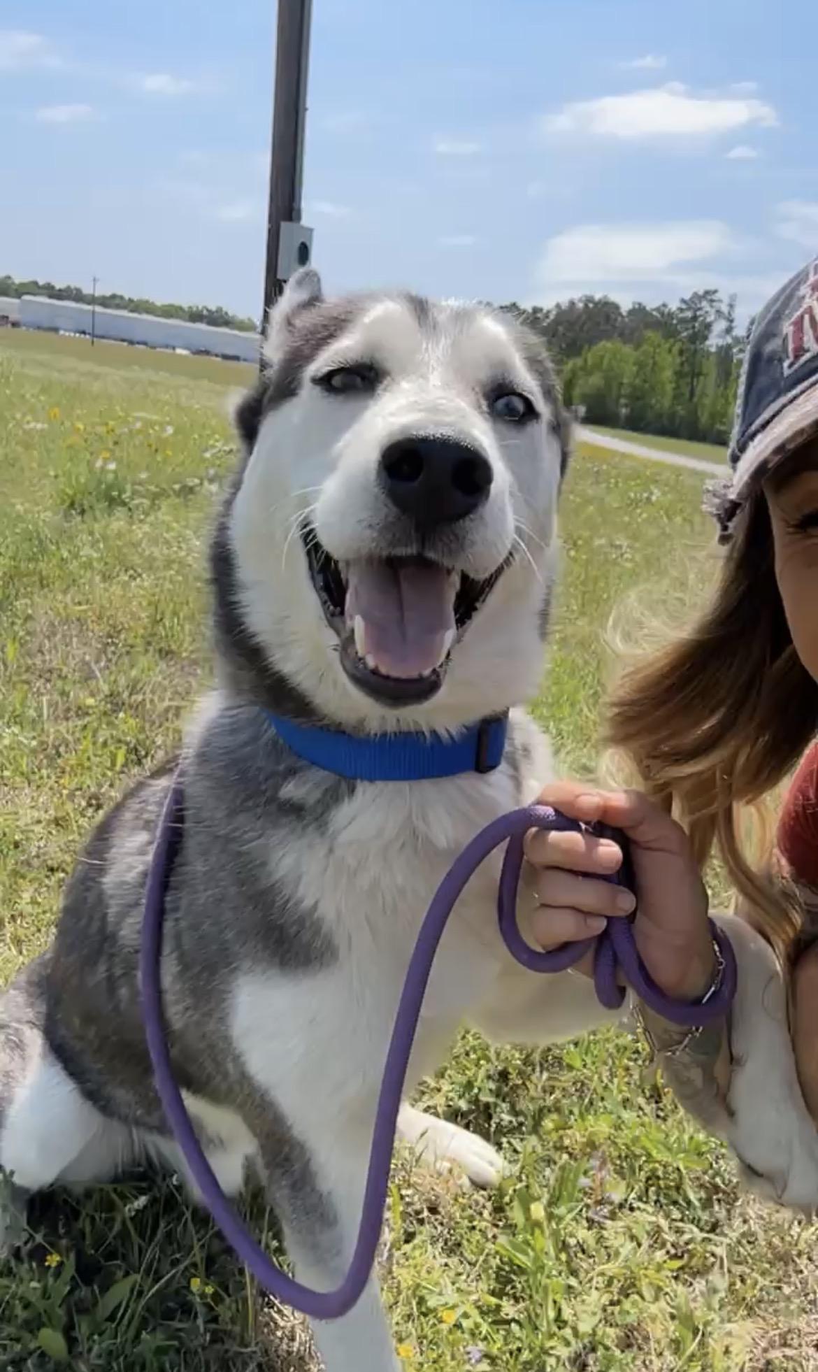 Winter, an adopted Husky in conroe, TX image 4/5