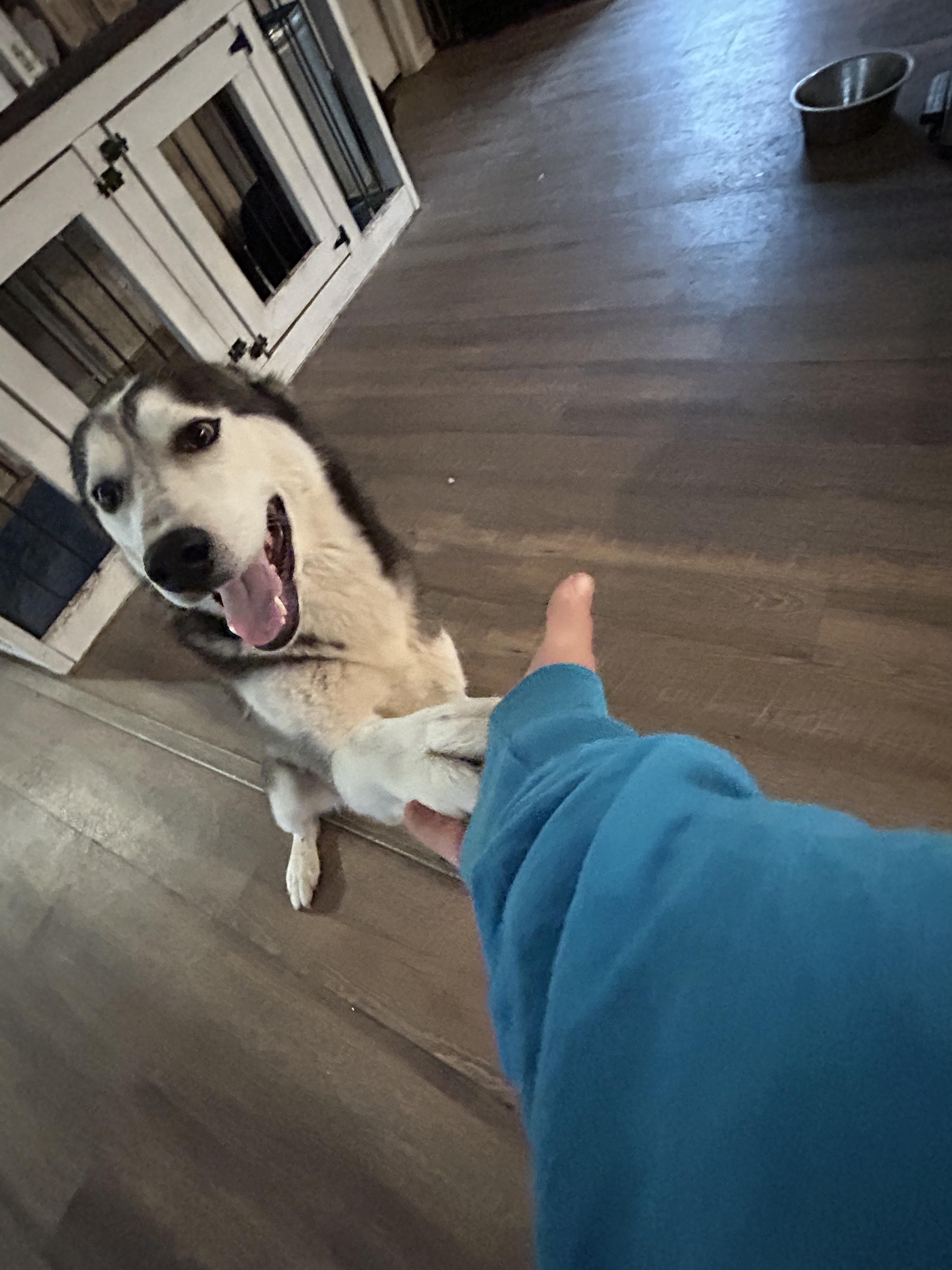 Winter, an adopted Husky in conroe, TX image 2/5