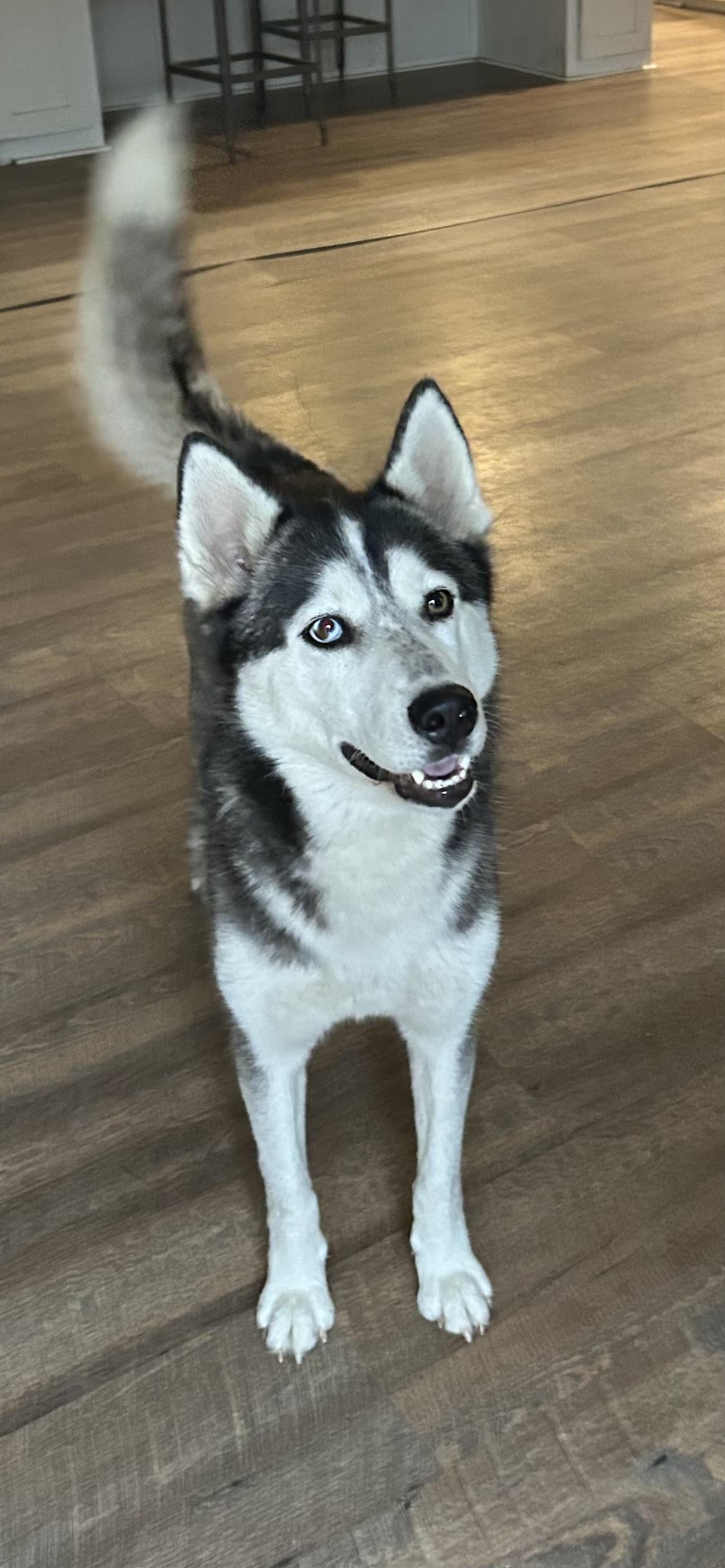 Enlarge Winter, a ADOPTABLE Husky in conroe, TX image 1/5