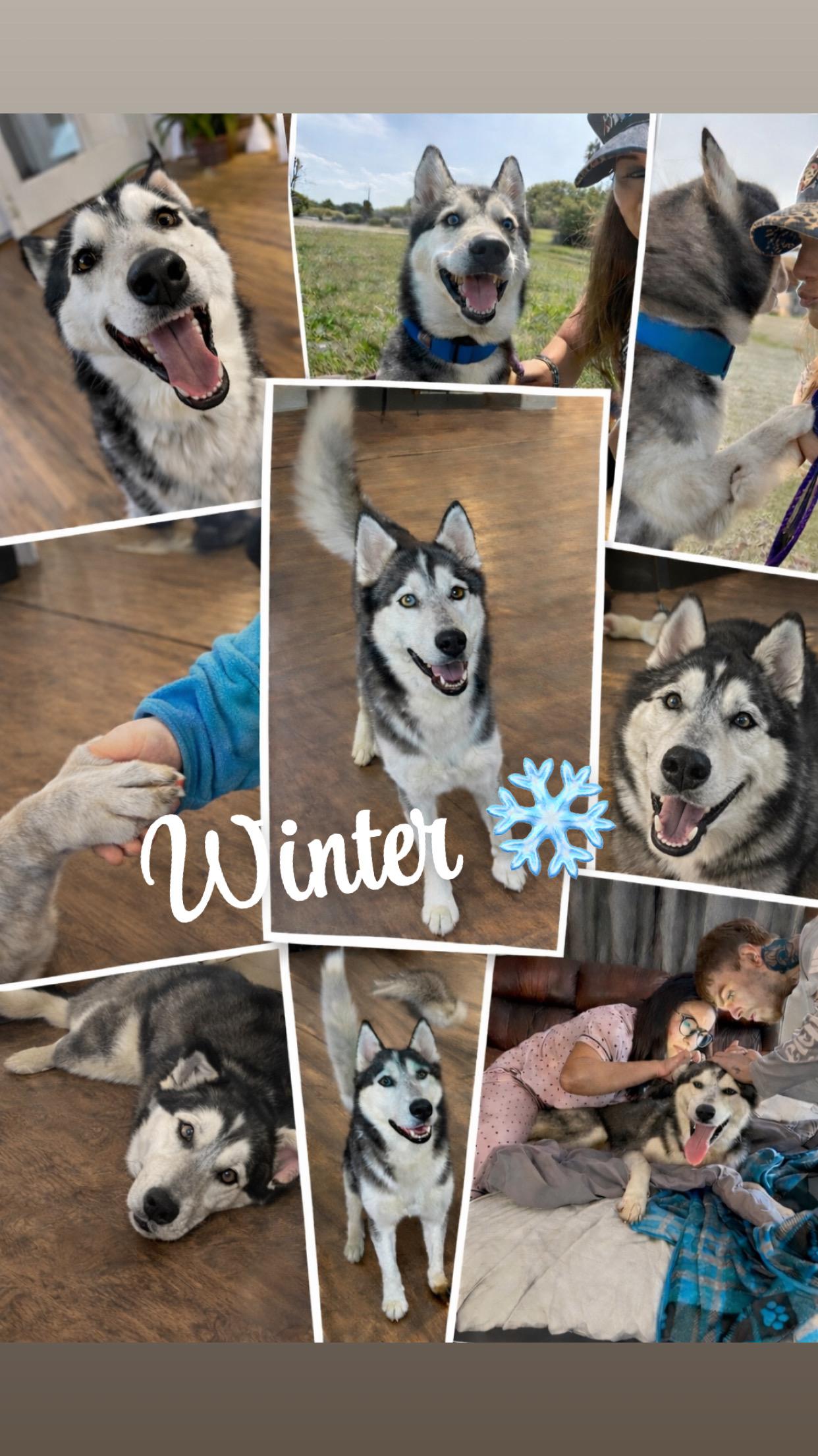 Winter, an adopted Husky in conroe, TX image 3/5