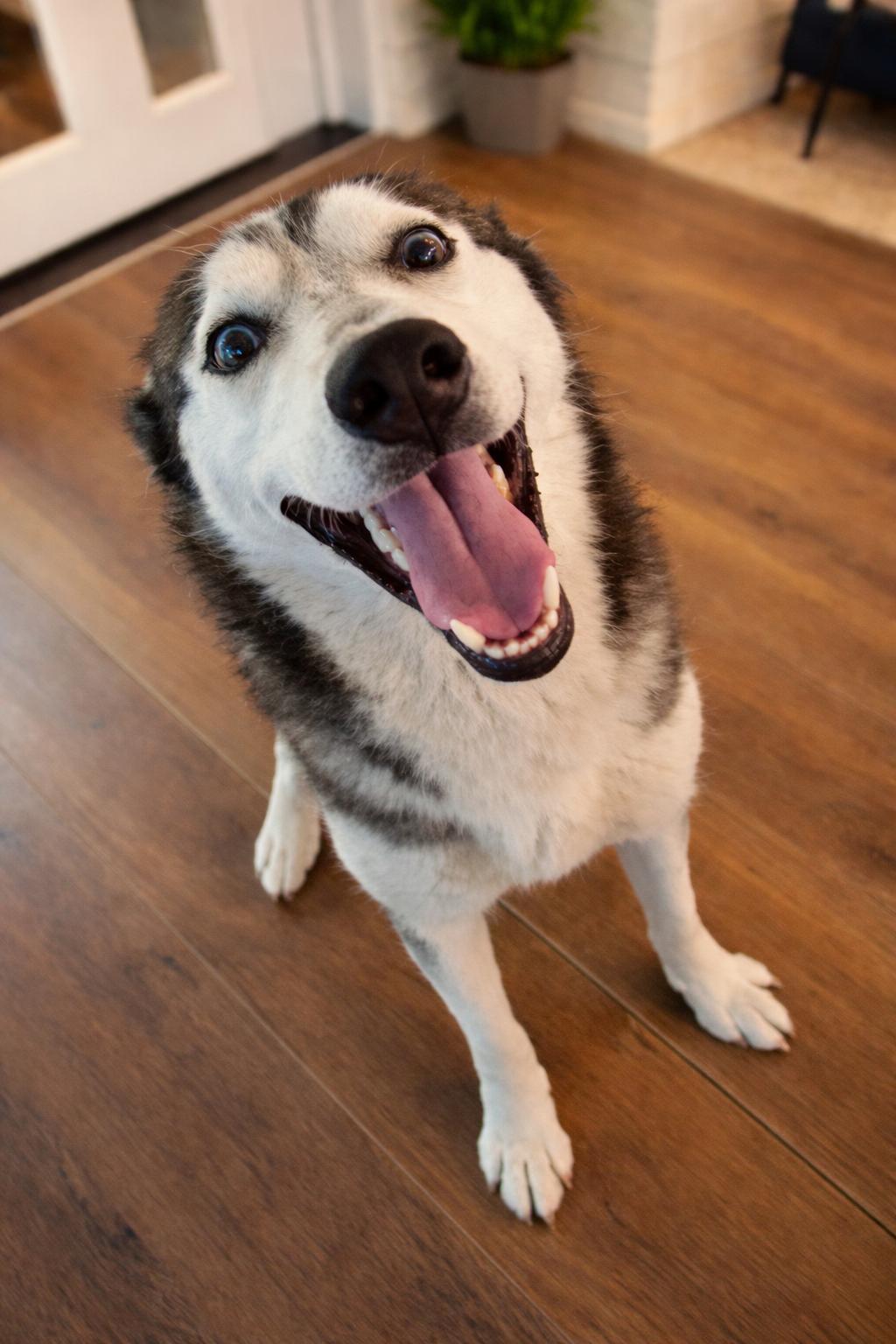 Winter, an adopted Husky in conroe, TX image 1/5