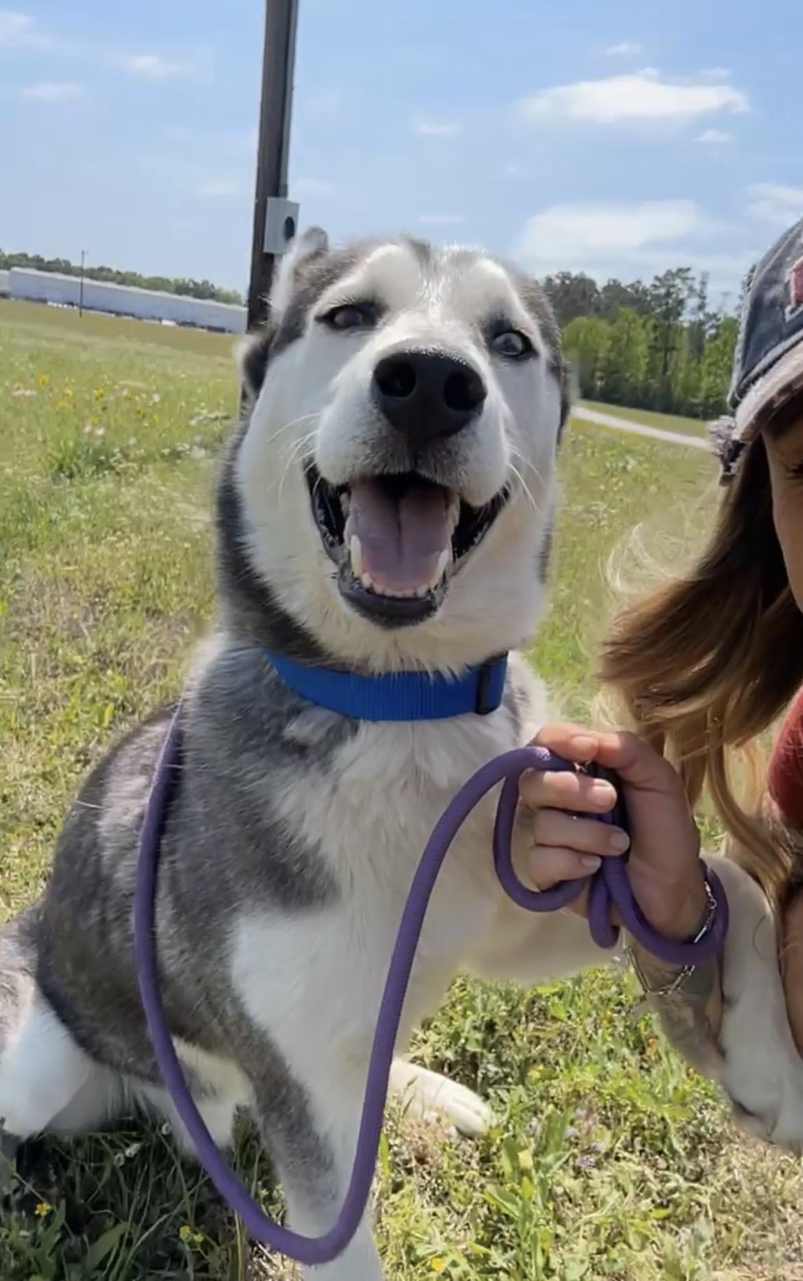 Enlarge Winter, a ADOPTABLE Husky in conroe, TX image 4/5