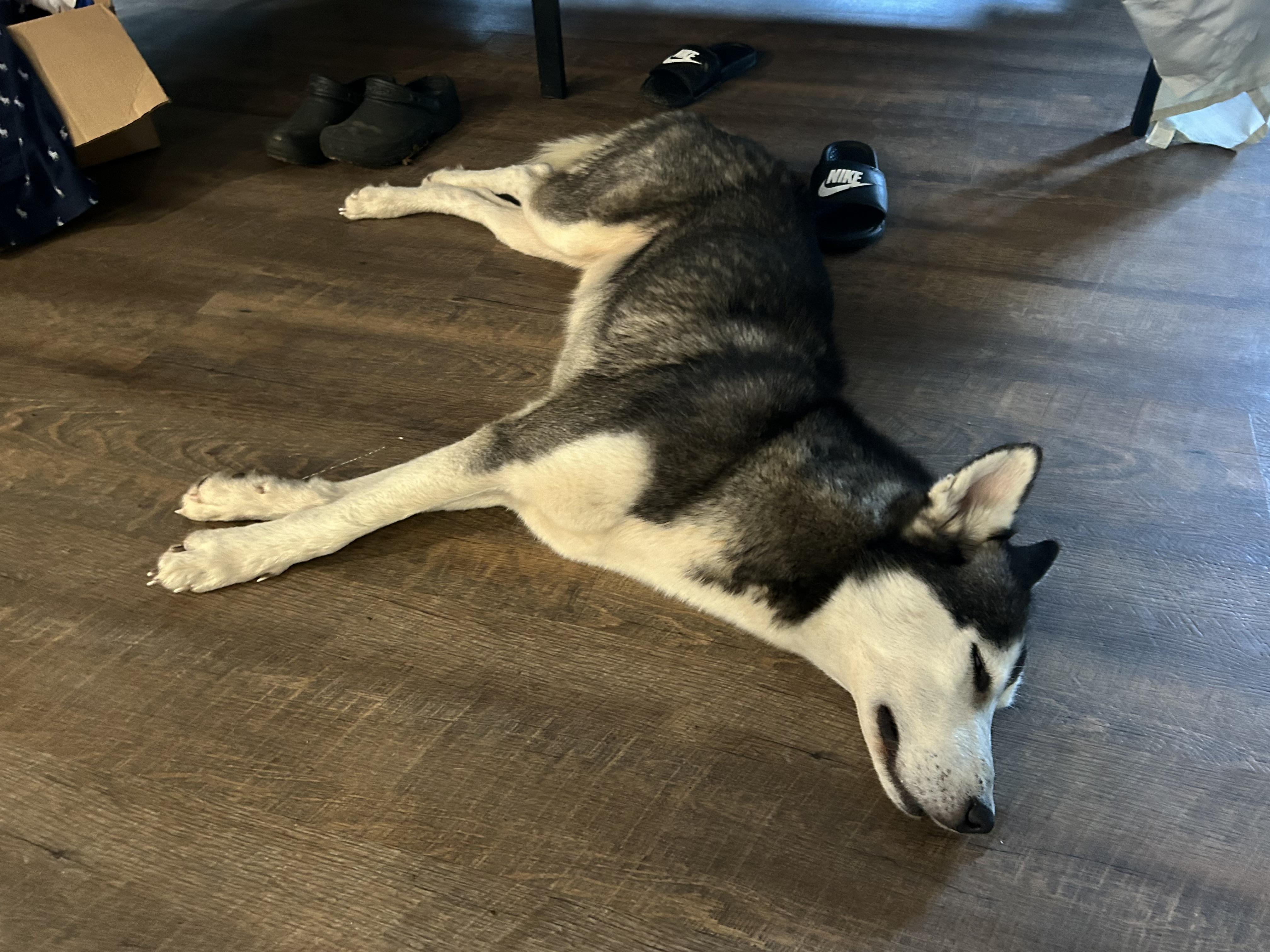 Enlarge Winter, a ADOPTABLE Husky in conroe, TX image 5/5