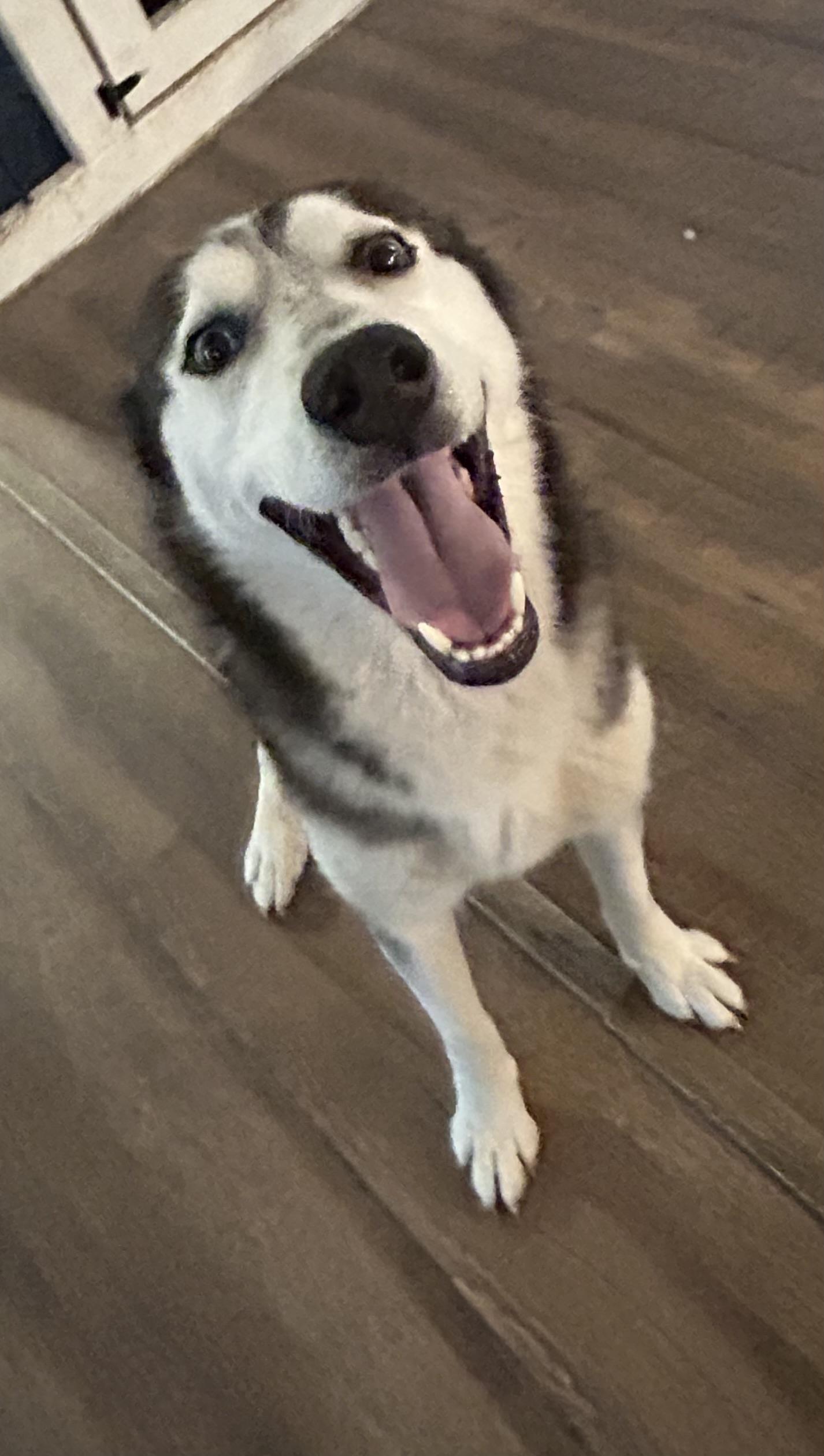 Enlarge Winter, a ADOPTABLE Husky in conroe, TX image 3/5