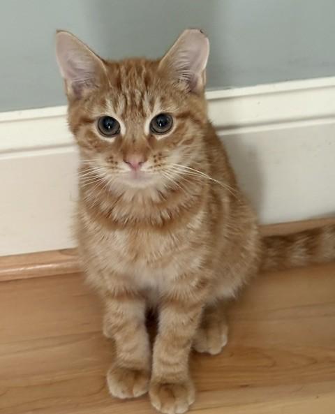 Enlarge Mars, a Adopted mixed breed in Columbia, SC image 2/2