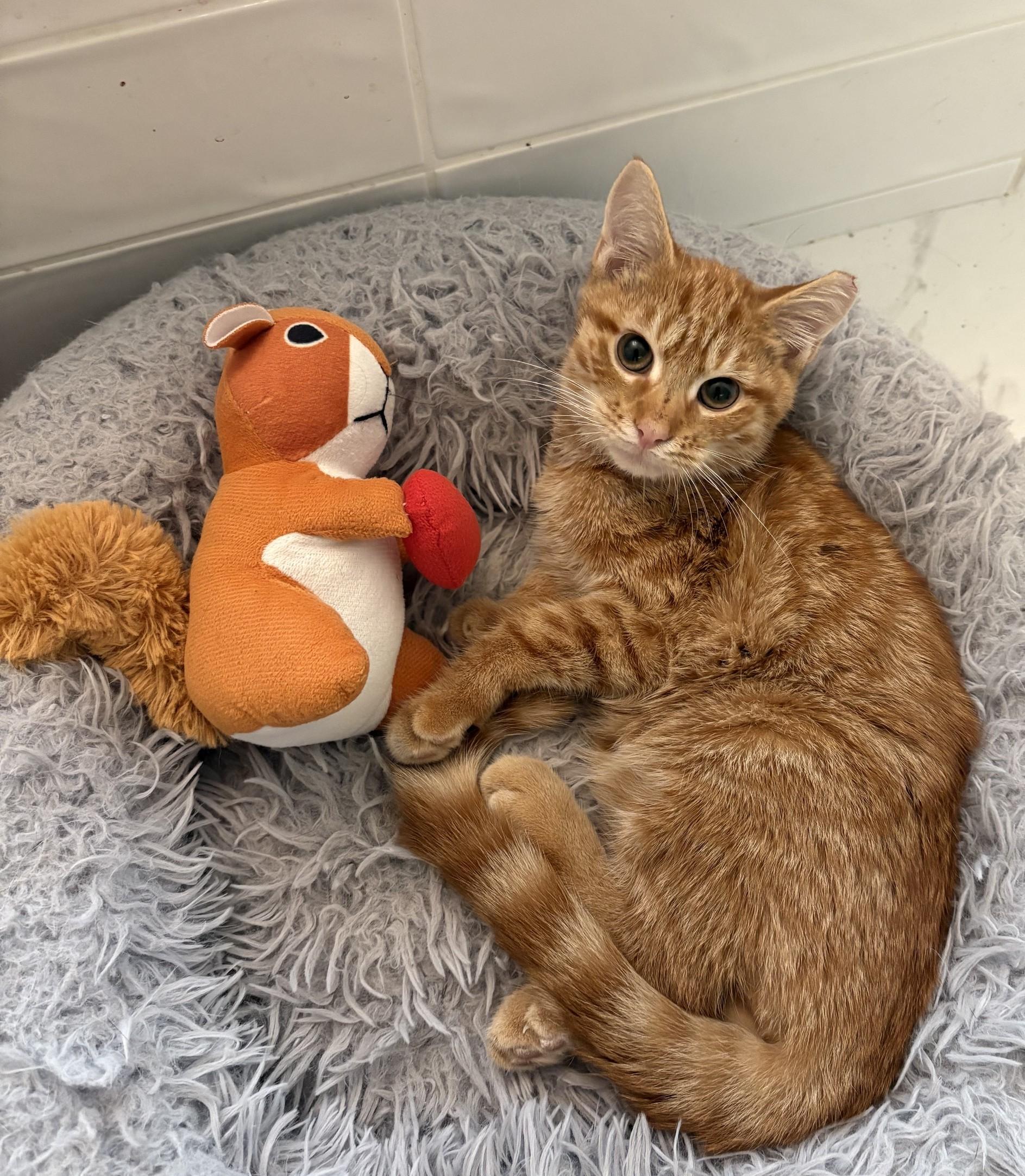 Mars, Adopted, Young Male Tabby.