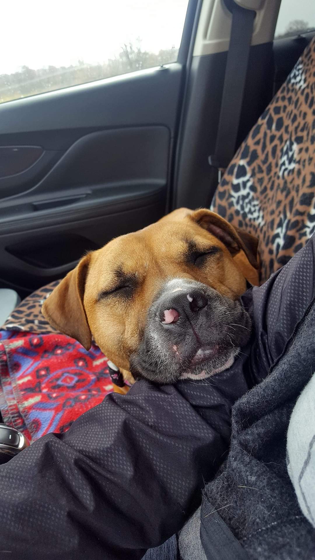 Enlarge Avery, a Adoptable mixed breed in Huntington, IN image 6/9