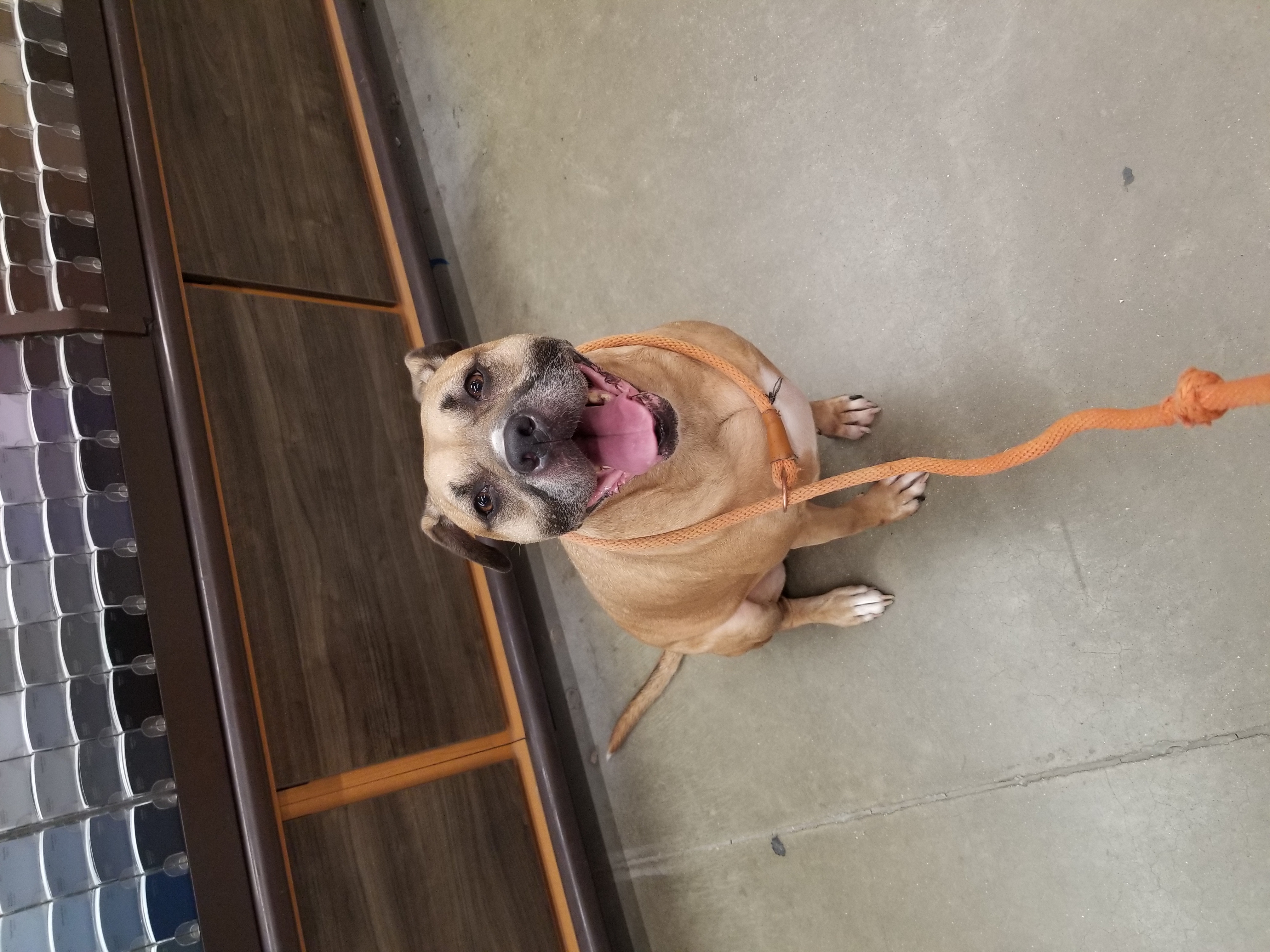 Enlarge Avery, a Adoptable mixed breed in Huntington, IN image 7/9