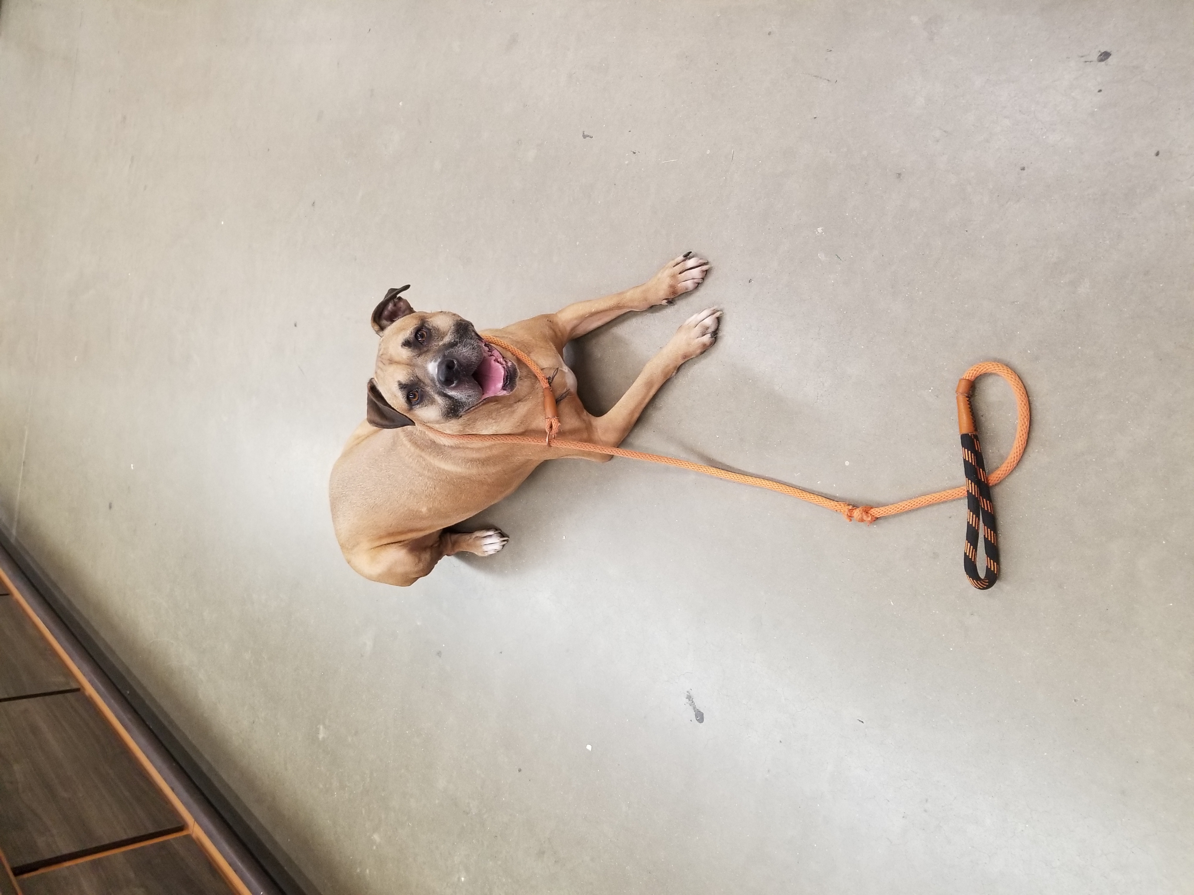 Enlarge Avery, a Adoptable mixed breed in Huntington, IN image 8/9