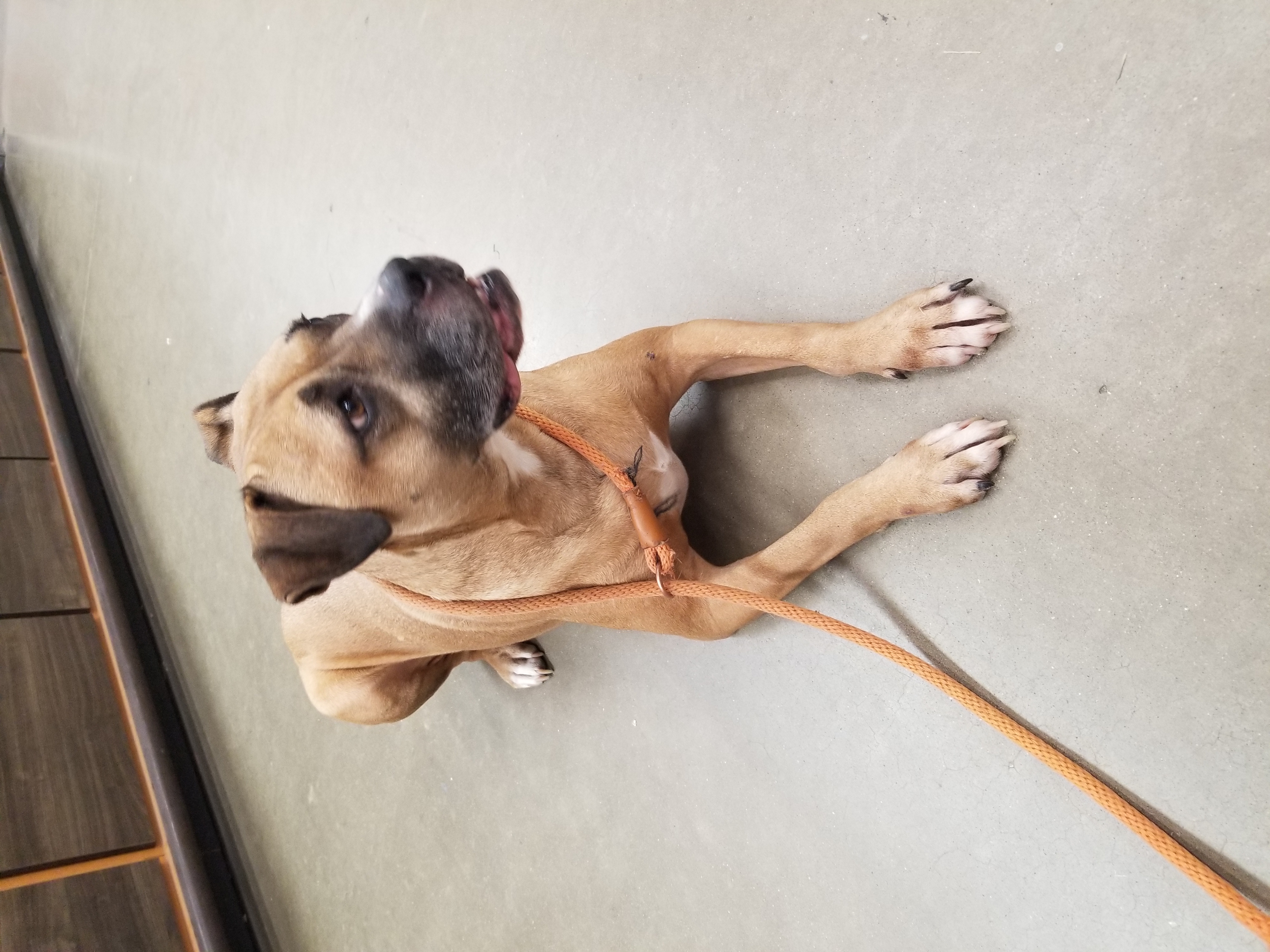 Enlarge Avery, a Adoptable mixed breed in Huntington, IN image 9/9