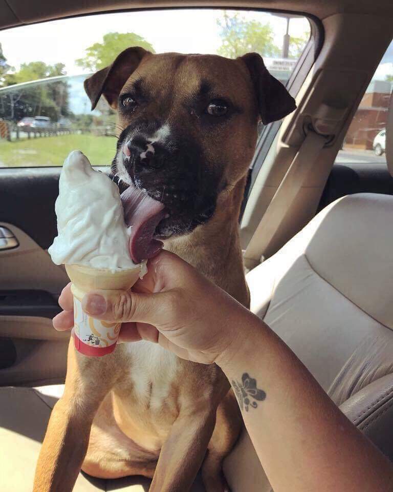 Enlarge Avery, a Adoptable mixed breed in Huntington, IN image 1/9