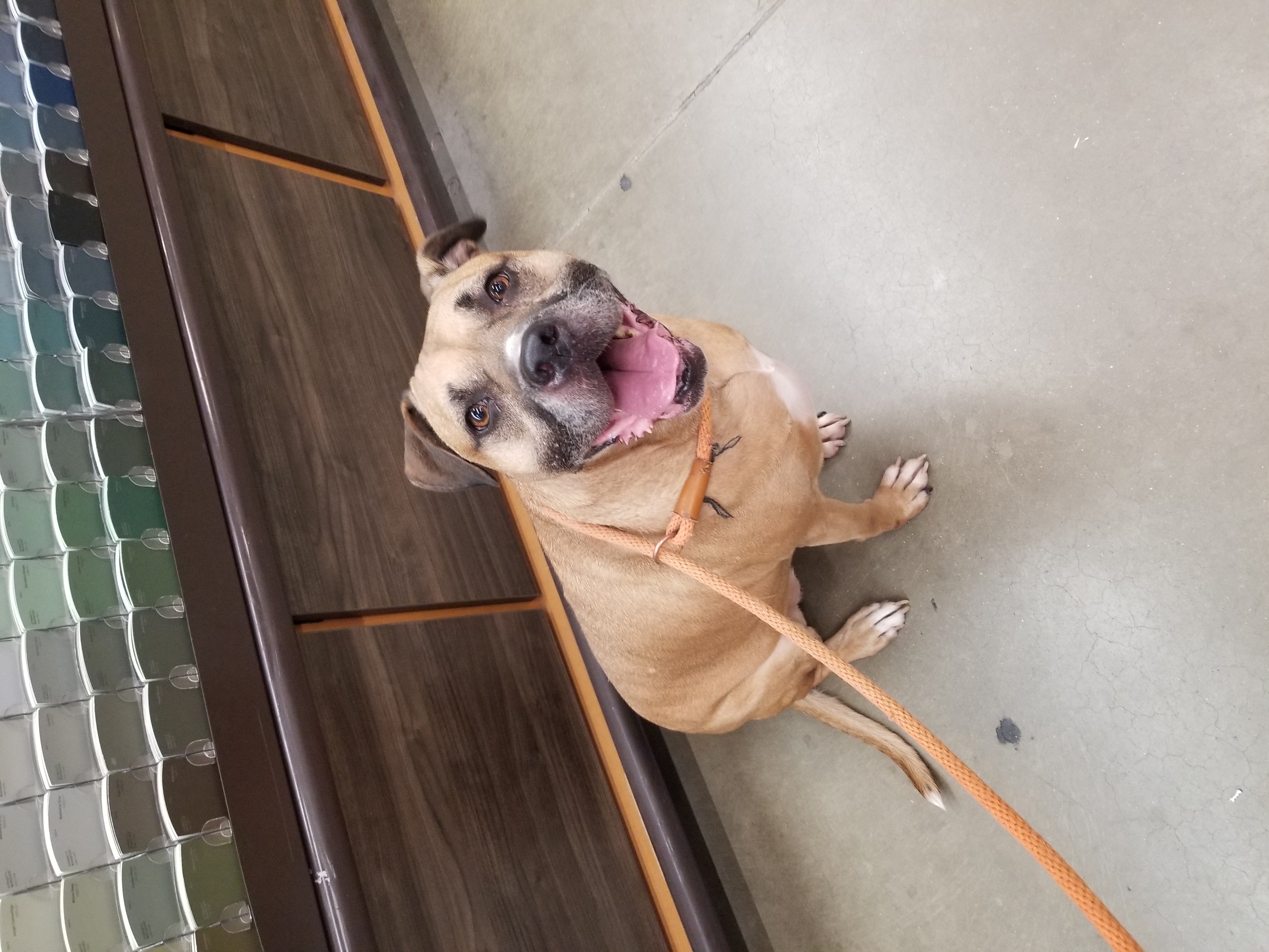 Enlarge Avery, a Adoptable mixed breed in Huntington, IN image 5/9