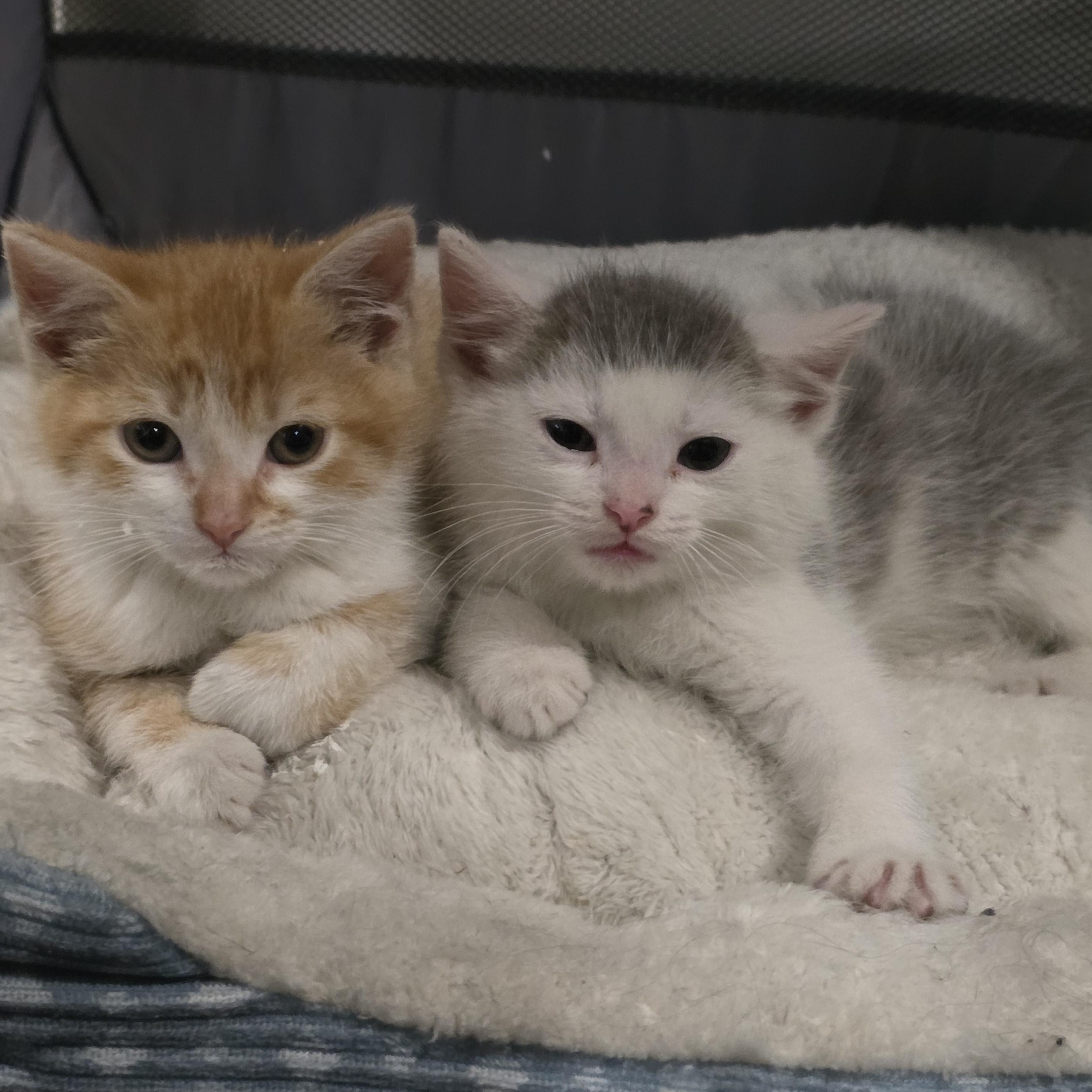 Enlarge Ian, a ADOPTABLE Domestic Short Hair in Moriches, NY image 2/2