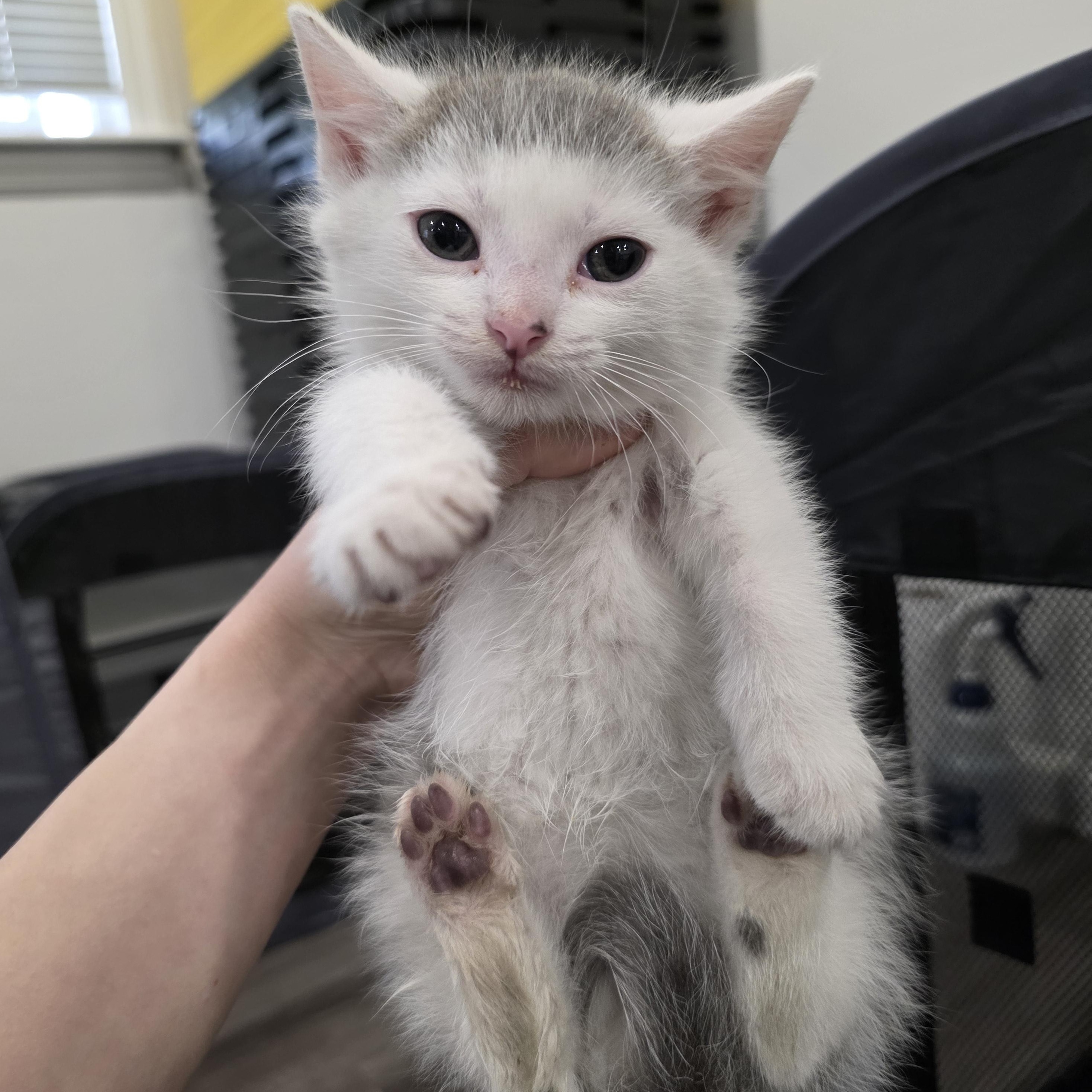 Ian, ADOPTABLE, Kitten Male Domestic Short Hair.