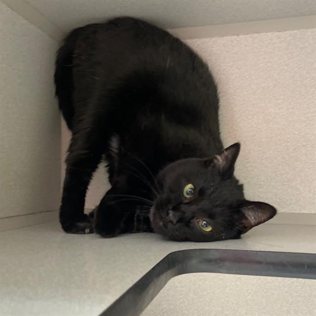 KITTY, Adoptable, Adult Female Domestic Short Hair.