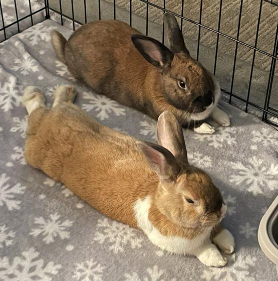 Enlarge Summer and Pool Floatie, a ADOPTABLE mixed breed in San Antonio, TX image 4/6