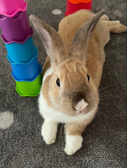 Enlarge Summer and Pool Floatie, a ADOPTABLE mixed breed in San Antonio, TX image 5/6