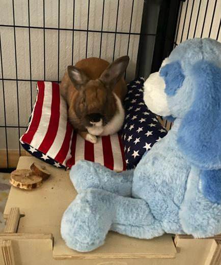 Enlarge Summer and Pool Floatie, a ADOPTABLE mixed breed in San Antonio, TX image 6/6