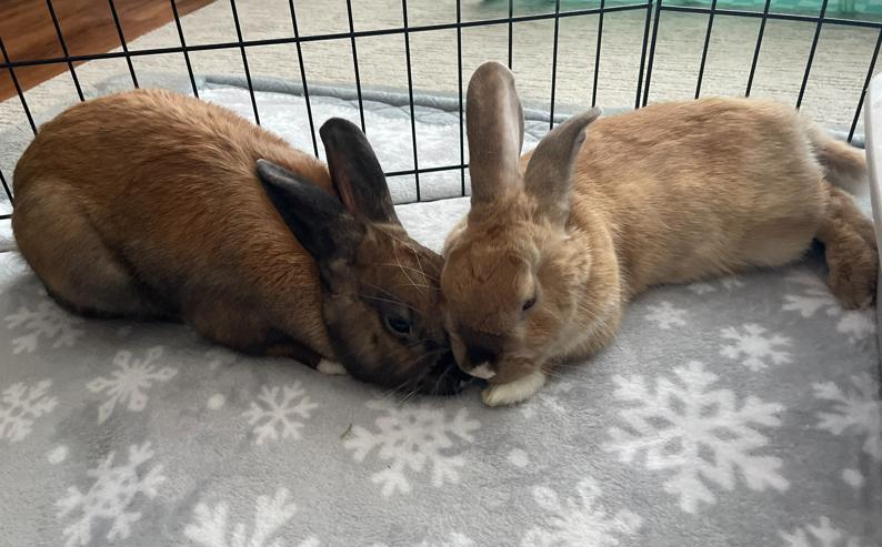 Enlarge Summer and Pool Floatie, a ADOPTABLE mixed breed in San Antonio, TX image 2/6