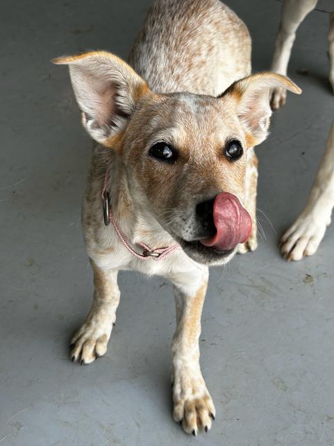 Ariel, an adopted mixed breed in Brunswick, OH image 4/4