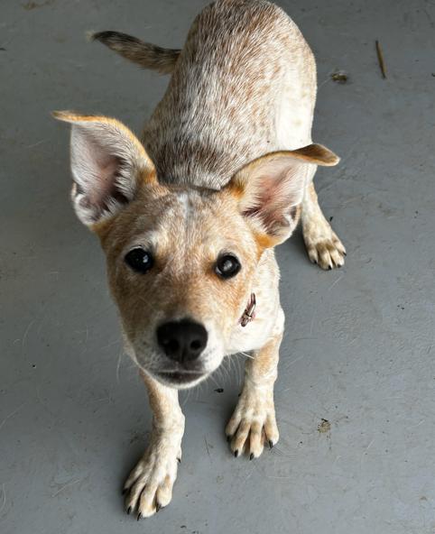 Ariel, an adopted mixed breed in Brunswick, OH image 2/4