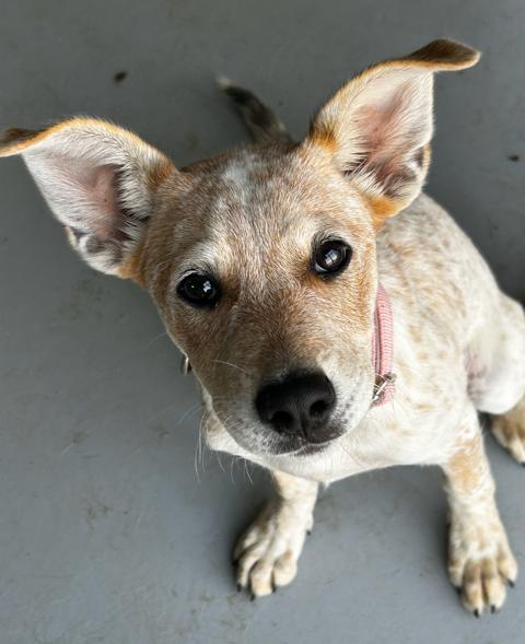 Ariel, an adopted mixed breed in Brunswick, OH image 1/4