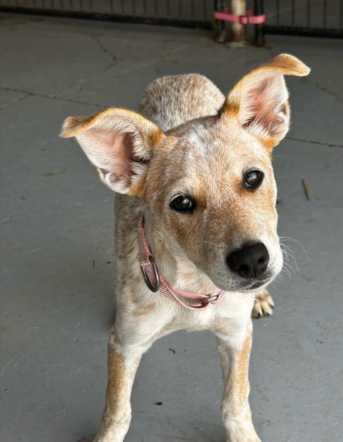 Ariel, an adopted mixed breed in Brunswick, OH image 3/4
