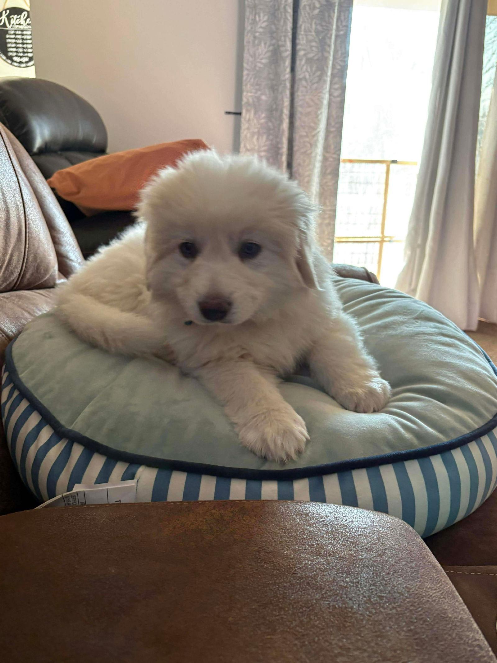 Enlarge Alex, a Adoptable Great Pyrenees in Bountiful, UT image 1/3