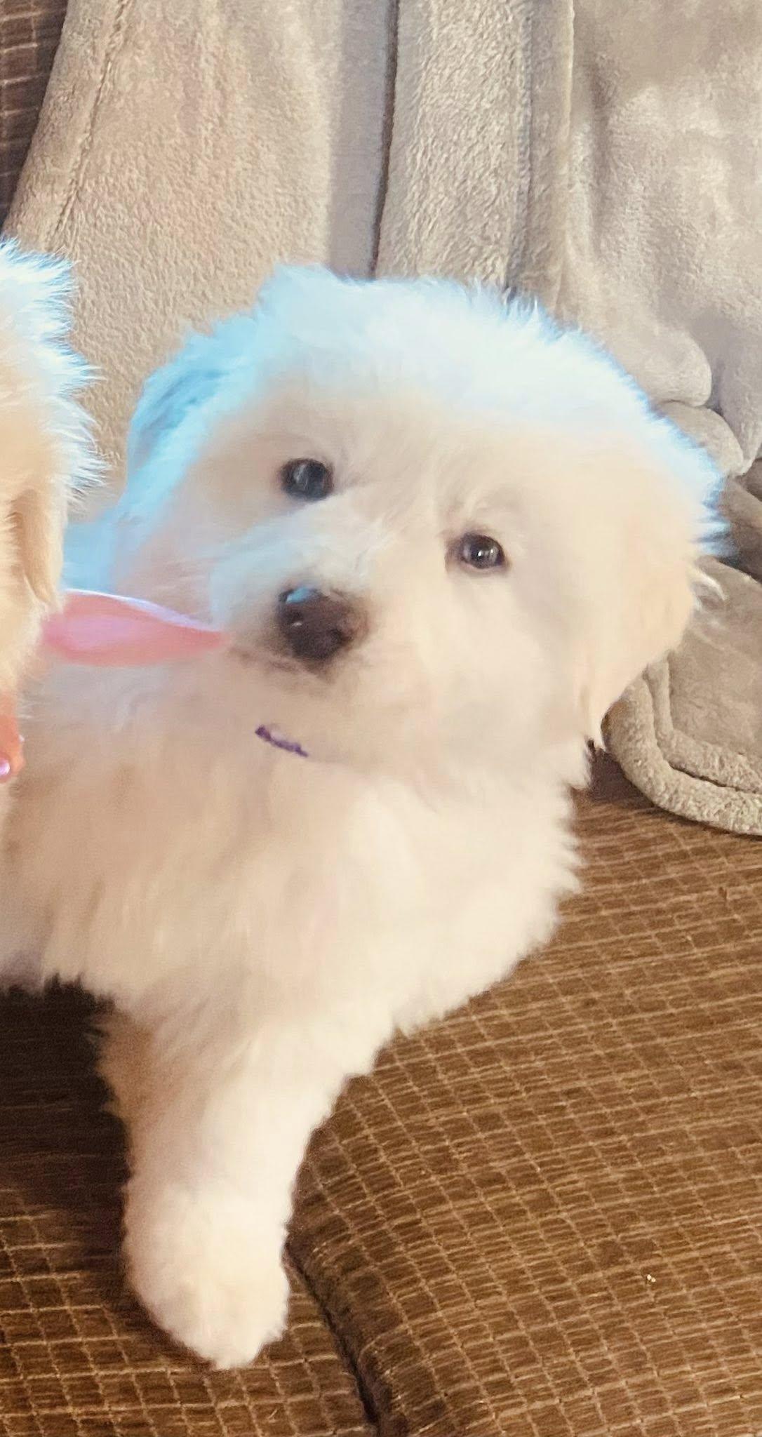 Enlarge Alex, a Adoptable Great Pyrenees in Bountiful, UT image 2/3