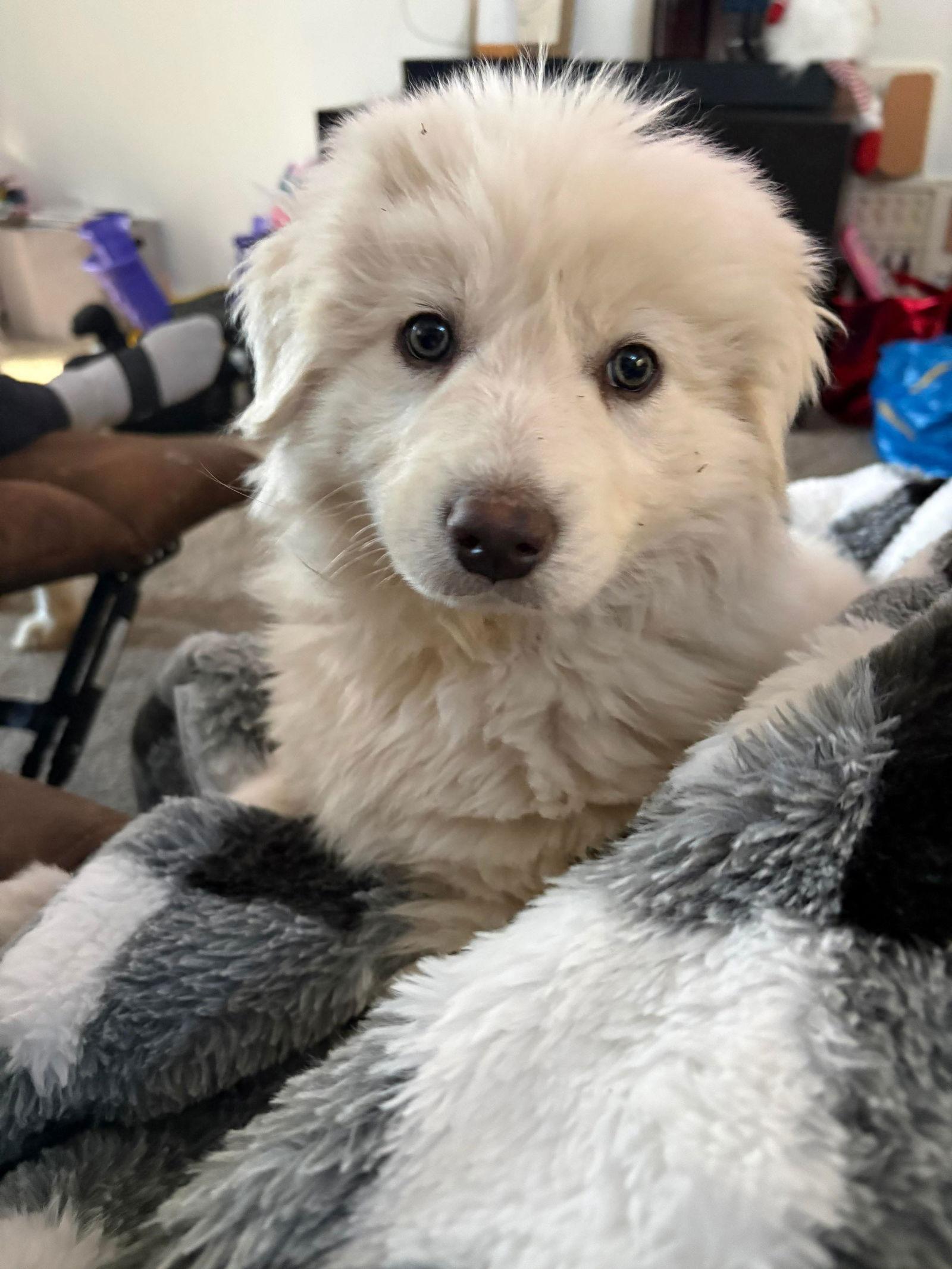 Enlarge Alex, a Adoptable Great Pyrenees in Bountiful, UT image 3/3
