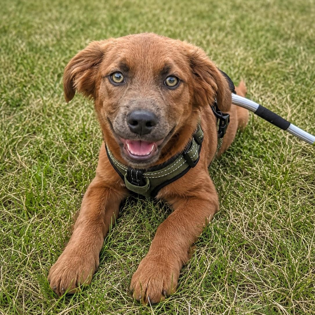 Enlarge Cash, an adopted mixed breed in Mount Prospect, IL image 1/5