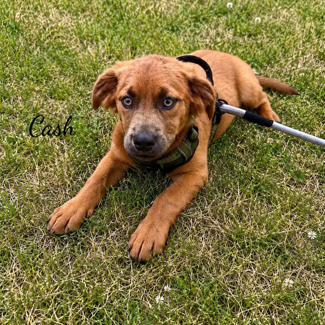 Enlarge Cash, an adopted mixed breed in Mount Prospect, IL image 3/5