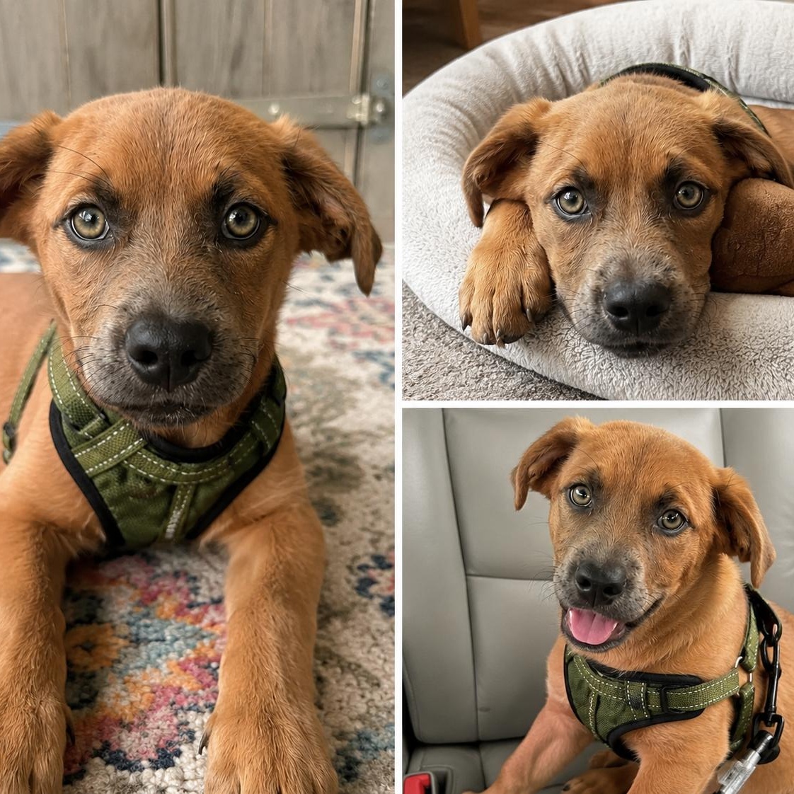 Enlarge Cash, an adopted mixed breed in Mount Prospect, IL image 5/5